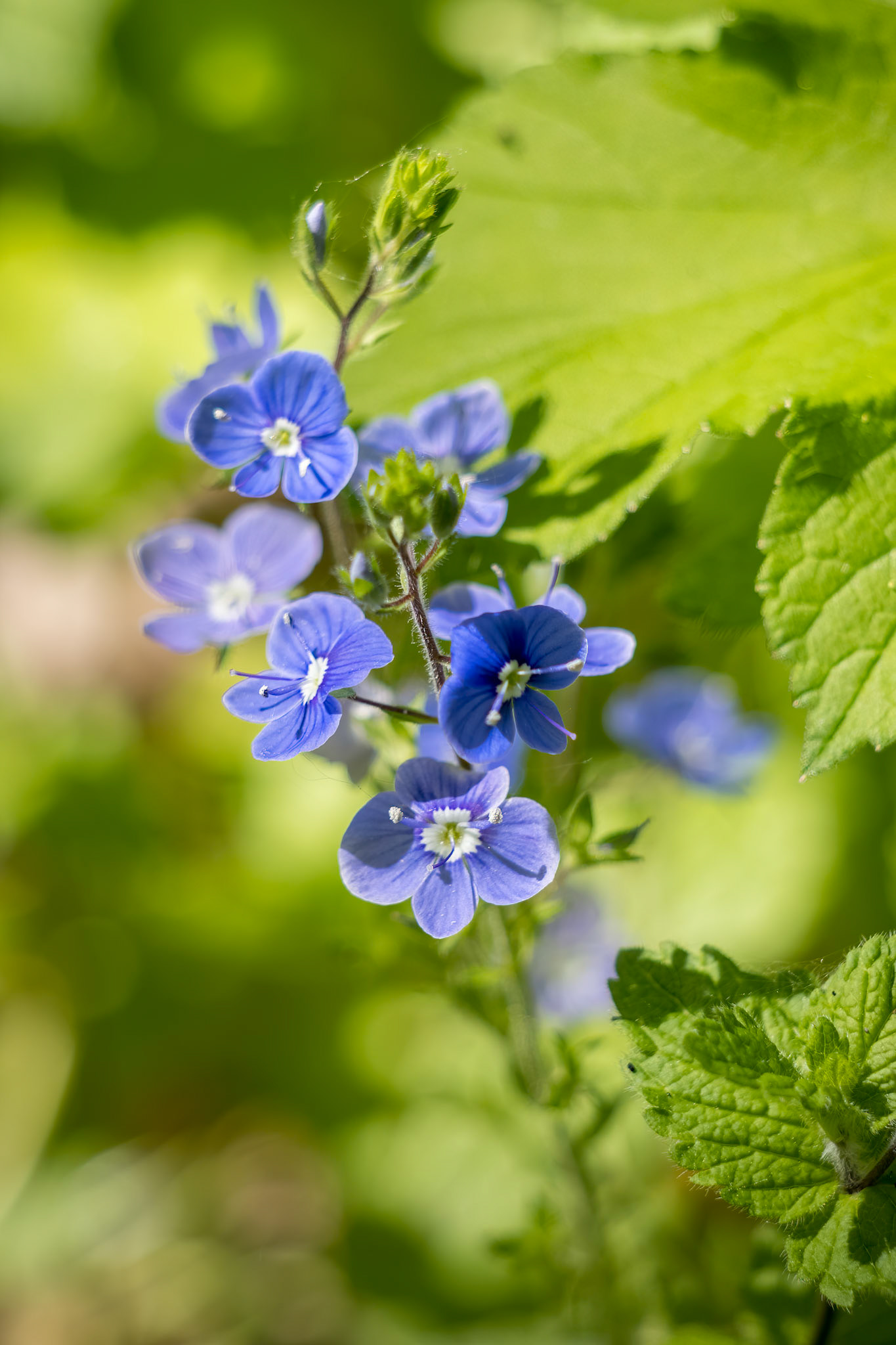 Germander Speedwell (Veronica chamaedrys) growing in springtime in Sussex
