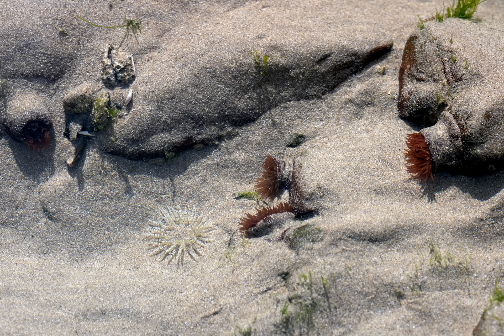 Sea Anemones in a rock pool at Broad Haven beach