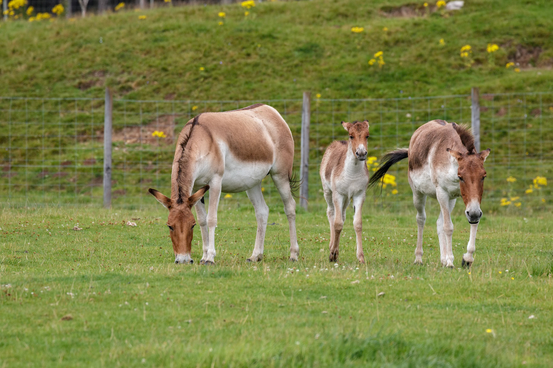Przewalski Horse (Equus ferus przewalskii)