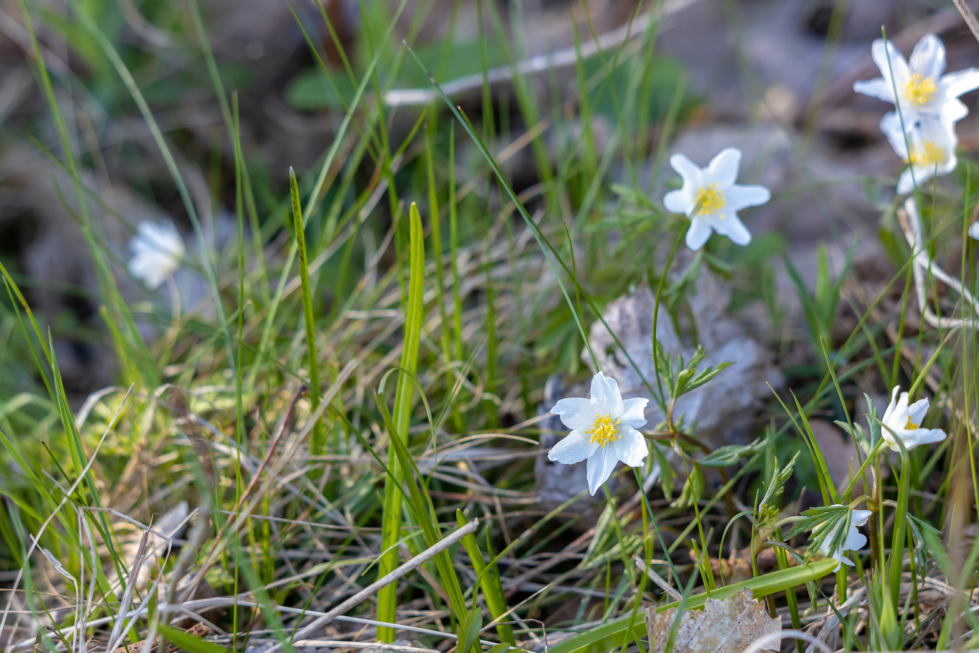 Ornithogalum Umbellatum (Star of Bethlehem) flowering in the East Sussex countryside