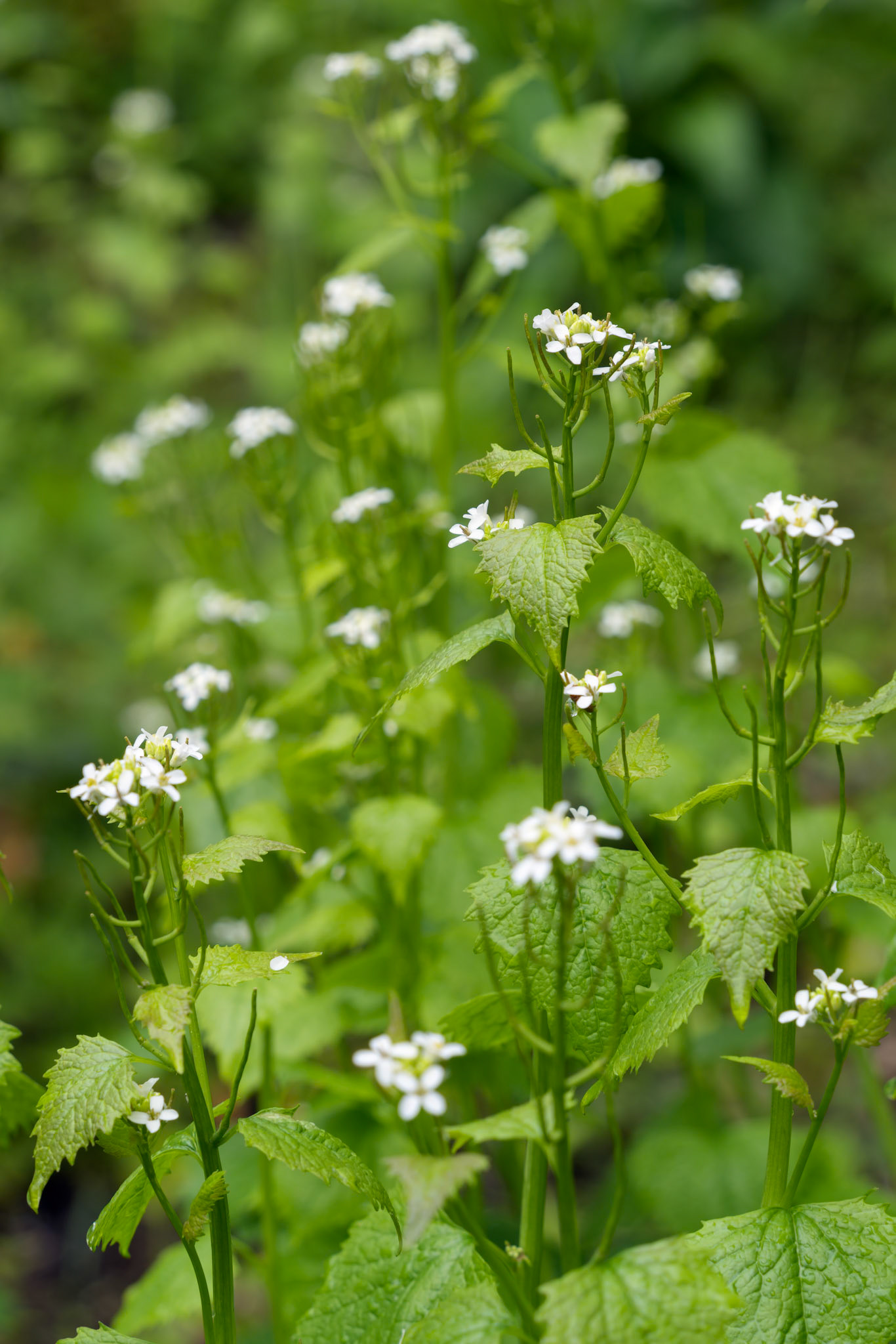 Garlic Mustard (Alliaria petiolata) flowering in springtime in Cornwall