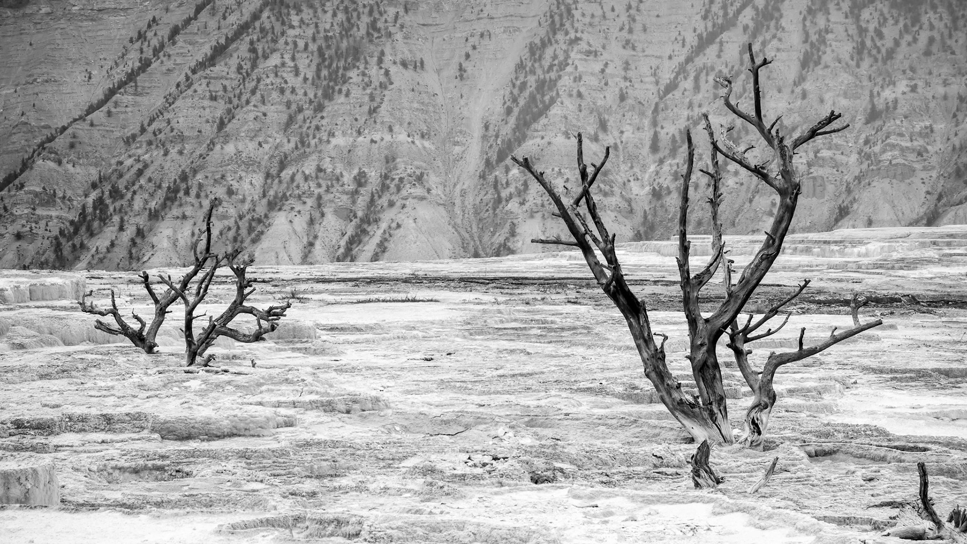 Dead Trees at Mammoth Hot Springs
