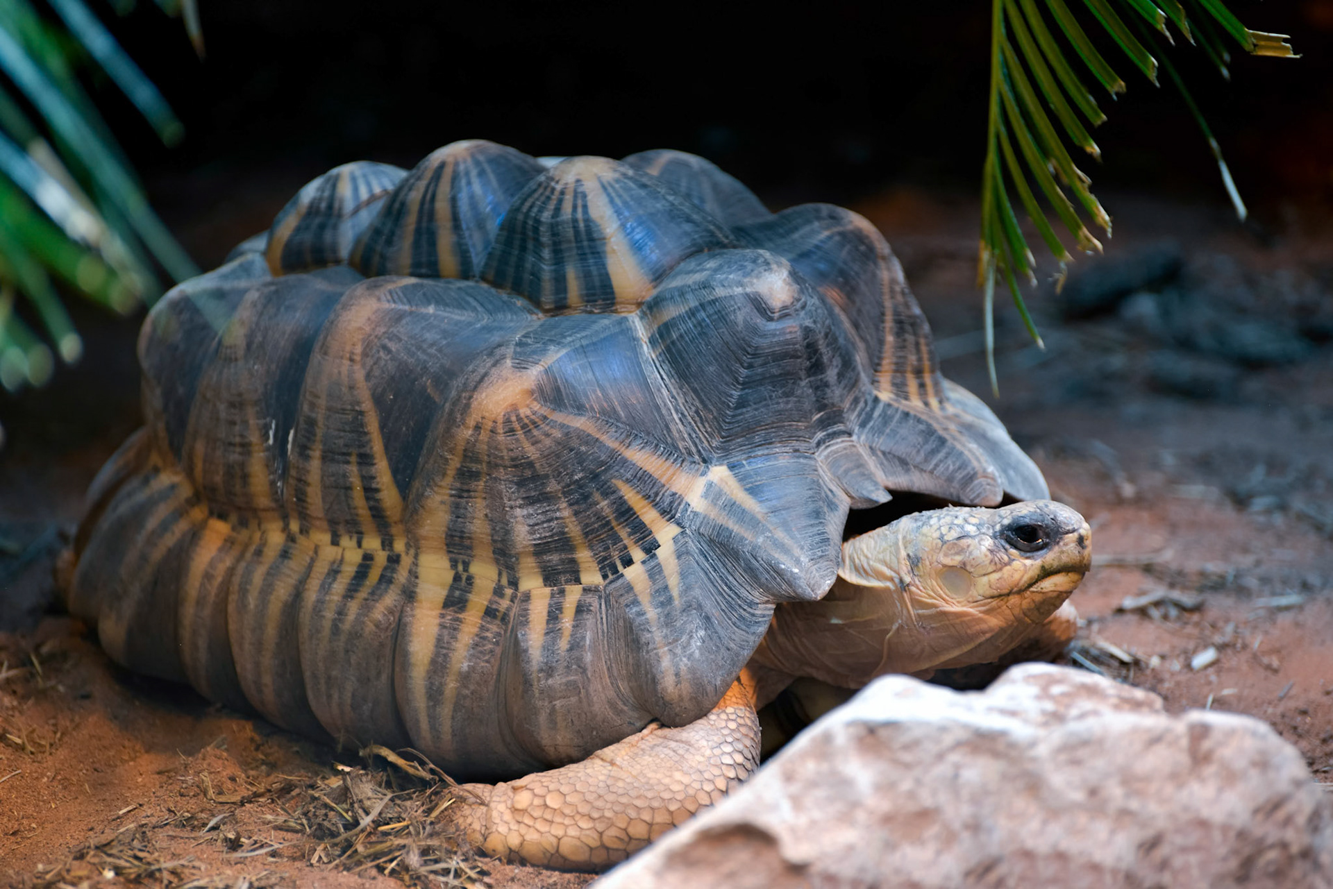 Radiated Tortoise (Astrochelys radiata)