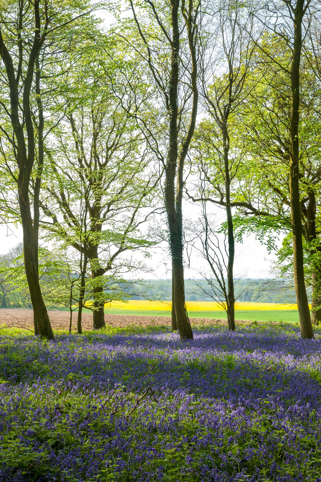 Bluebells in Wepham Wood