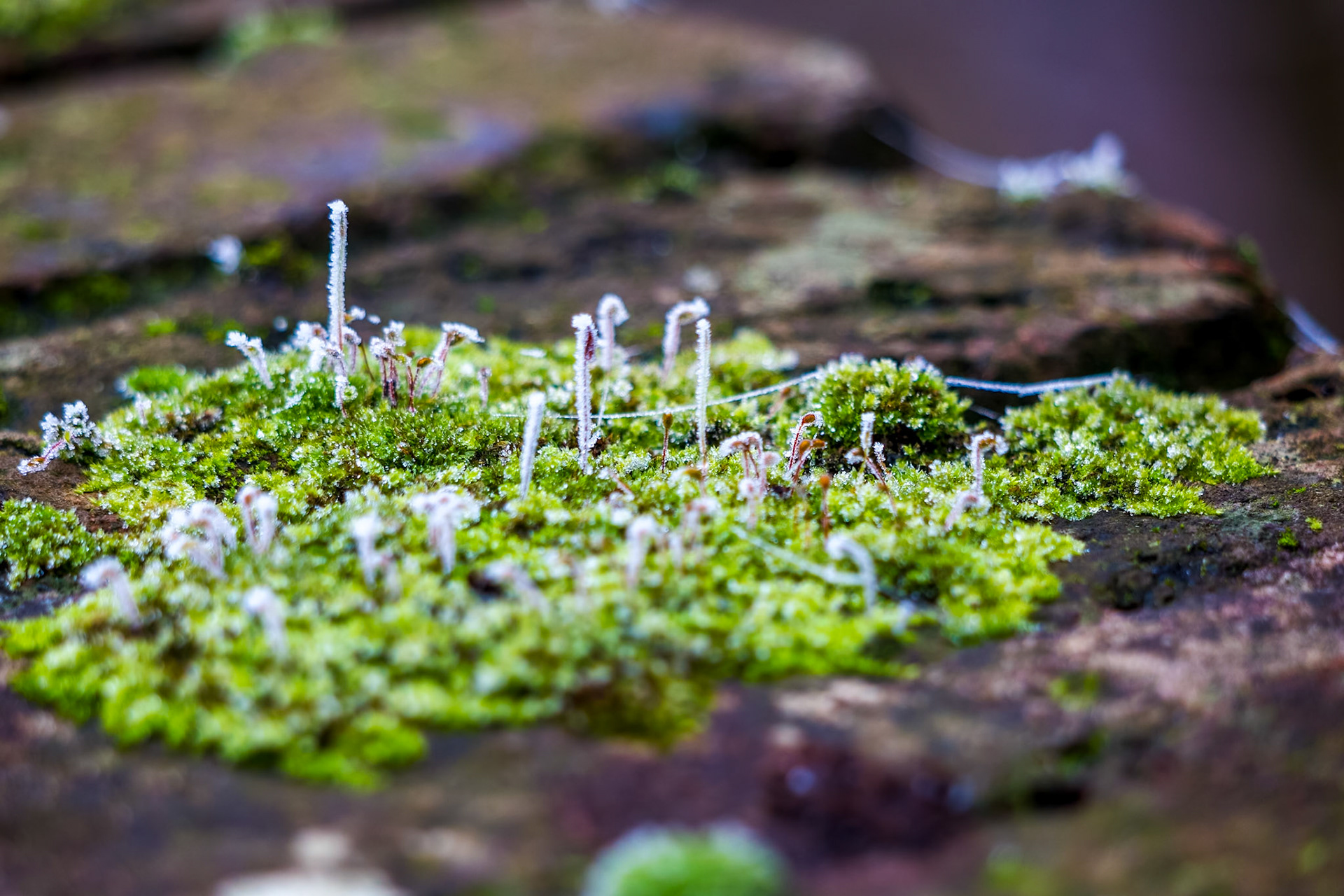 A clump of moss on a wall covered with hoar frost on a winters day
