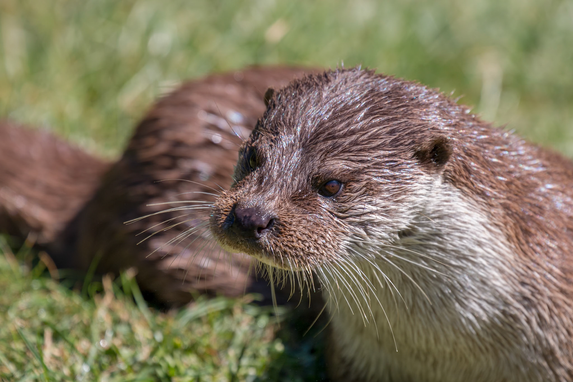 Eurasian Otter (Lutra lutra) resting in the sunshine