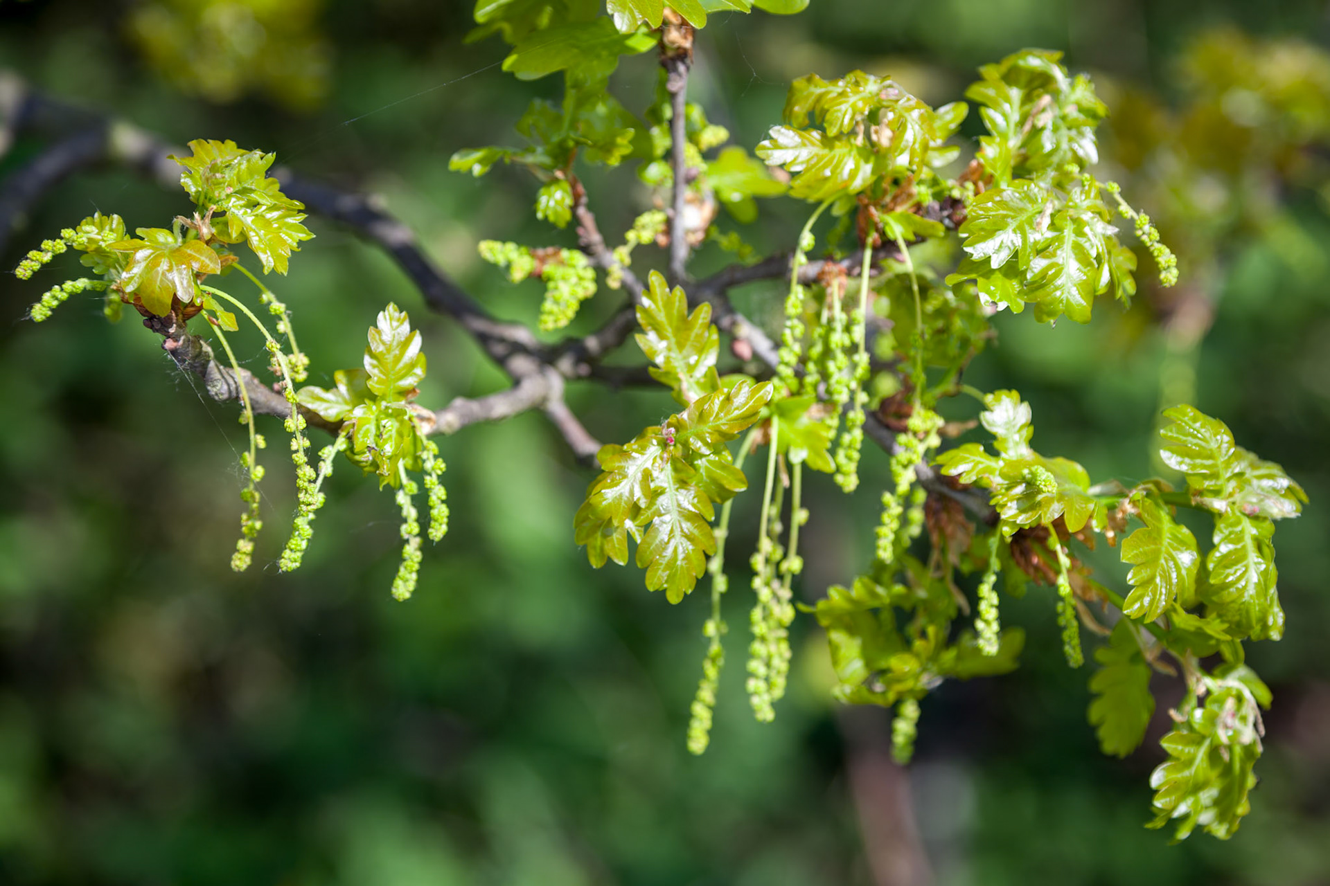 Green Catkins (male flowers) on a Sessile Oak tree in Essex