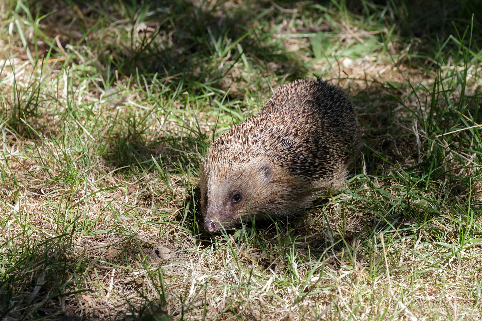 European Hedgehog (Erinaceus europaeus)