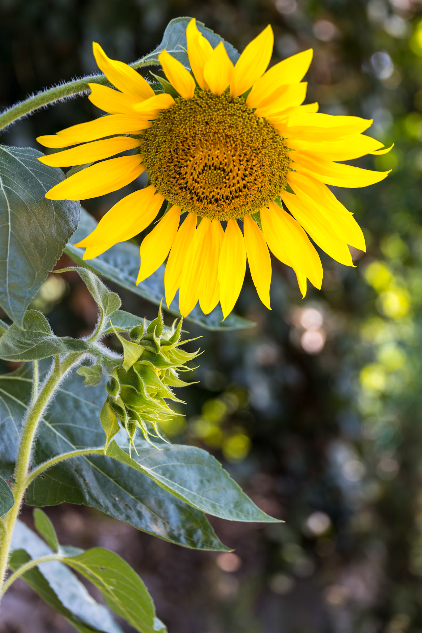 Sunflower blooming in a garden in Italy