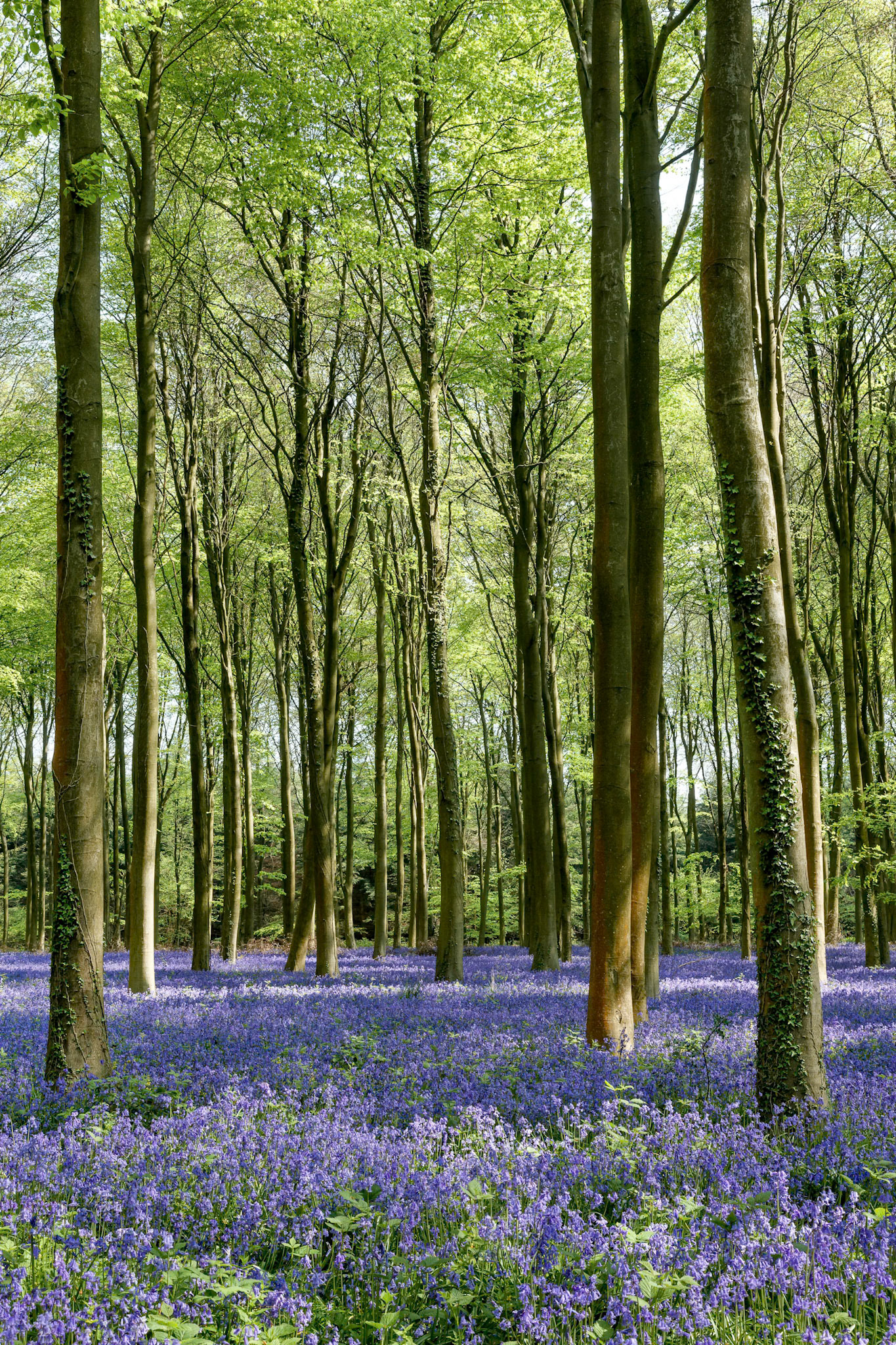 Bluebells in Wepham Woods
