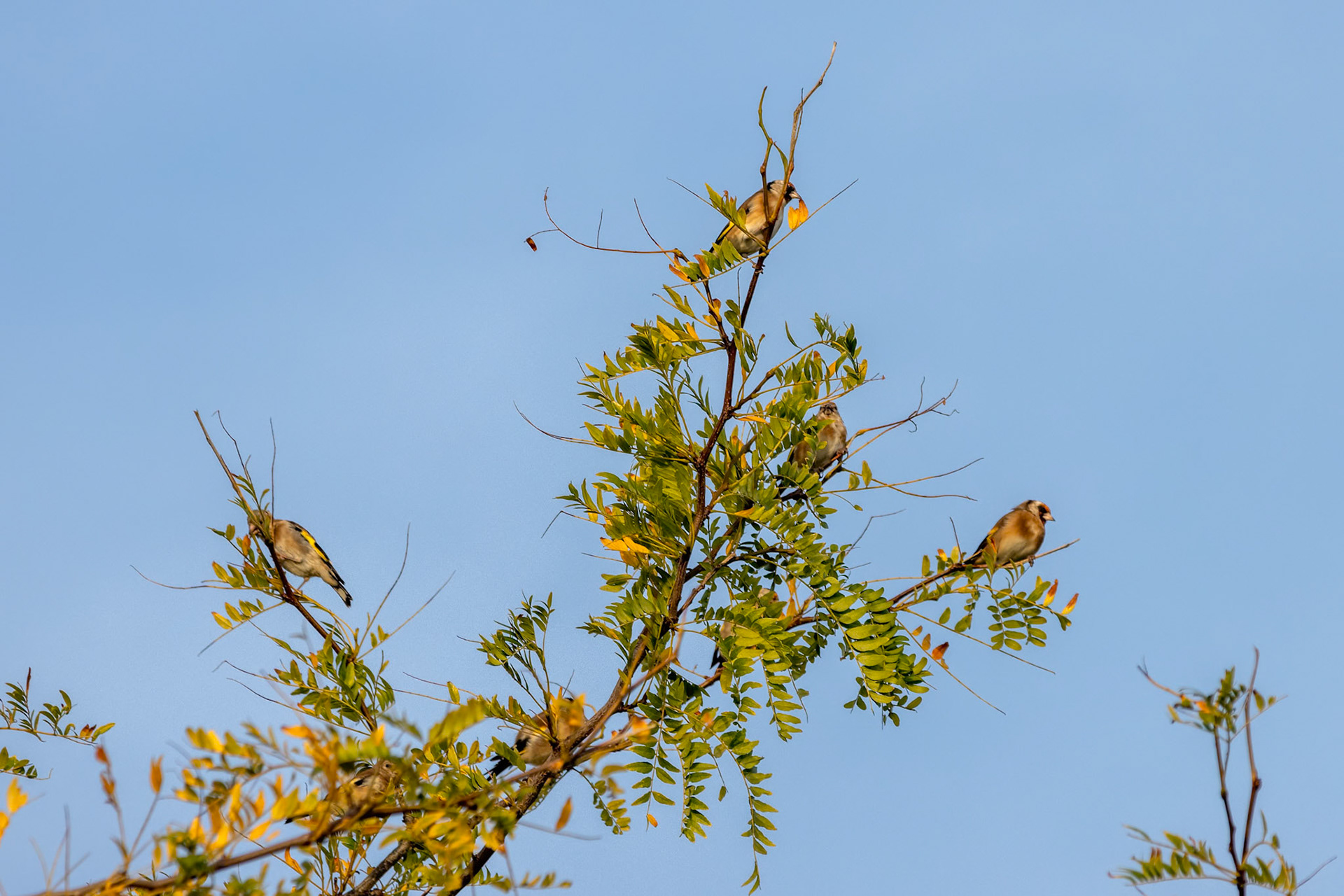 European Goldfinch enjoying the early morning late summer sunshine