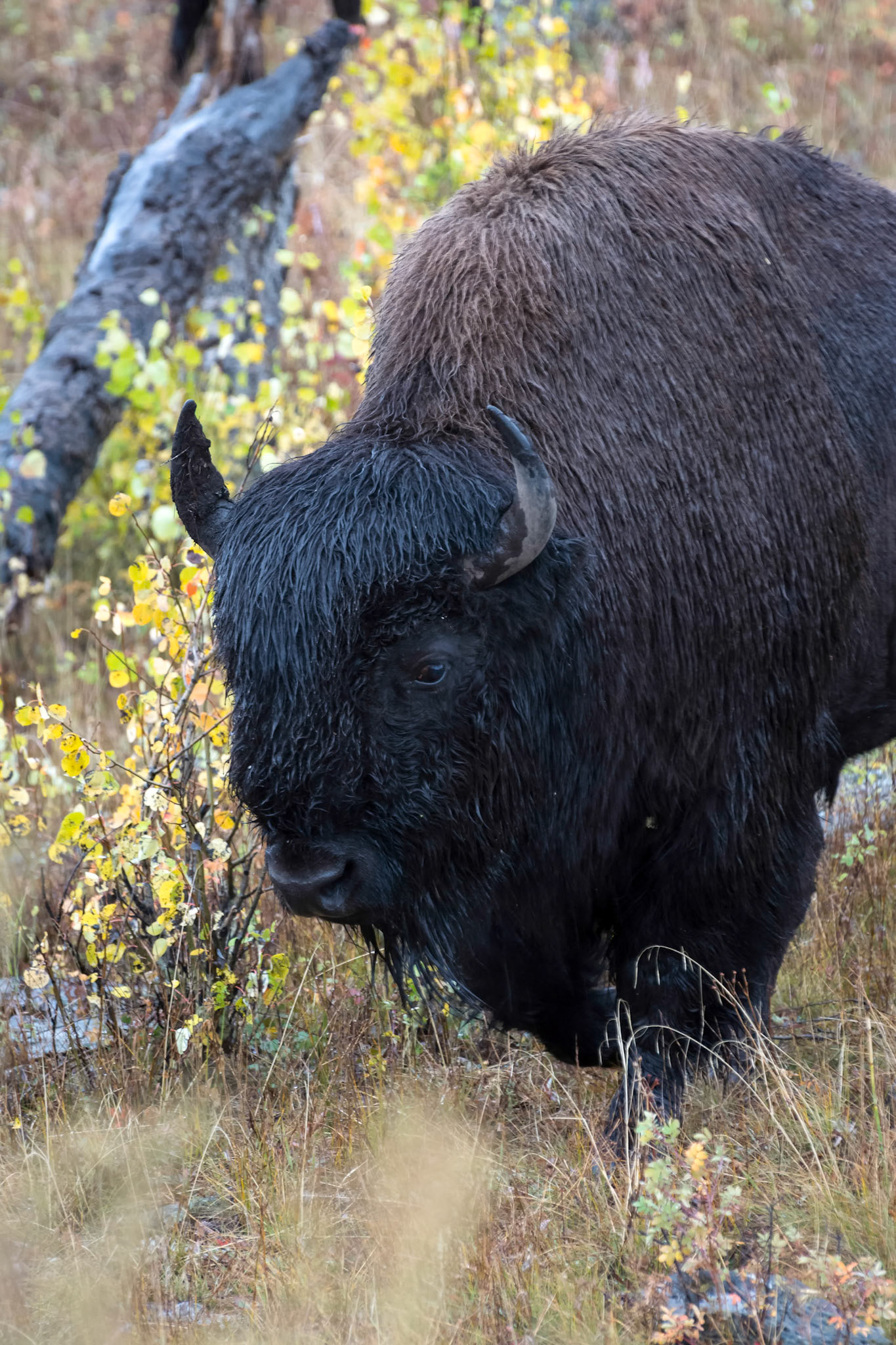 American Bison (Bison bison)
