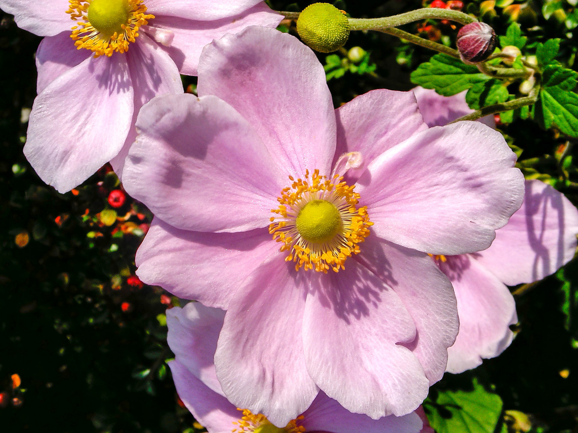 Japanese anemone close up (anemone hupehensis)
