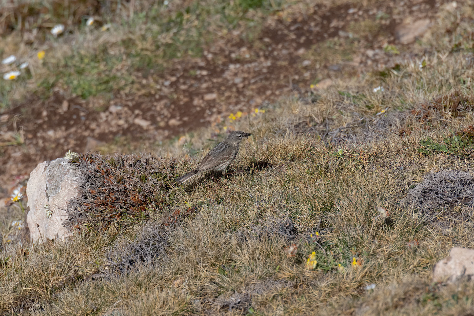 Rock Pipit (Anthus petrosus) catching flying insect in scrubland at Kynance Cove
