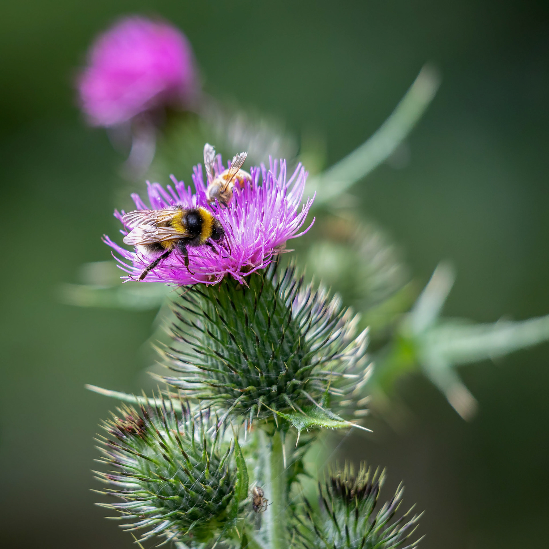 Buff-tailed bumblebee (Bombus terrestris) gathering pollen from a Thistle