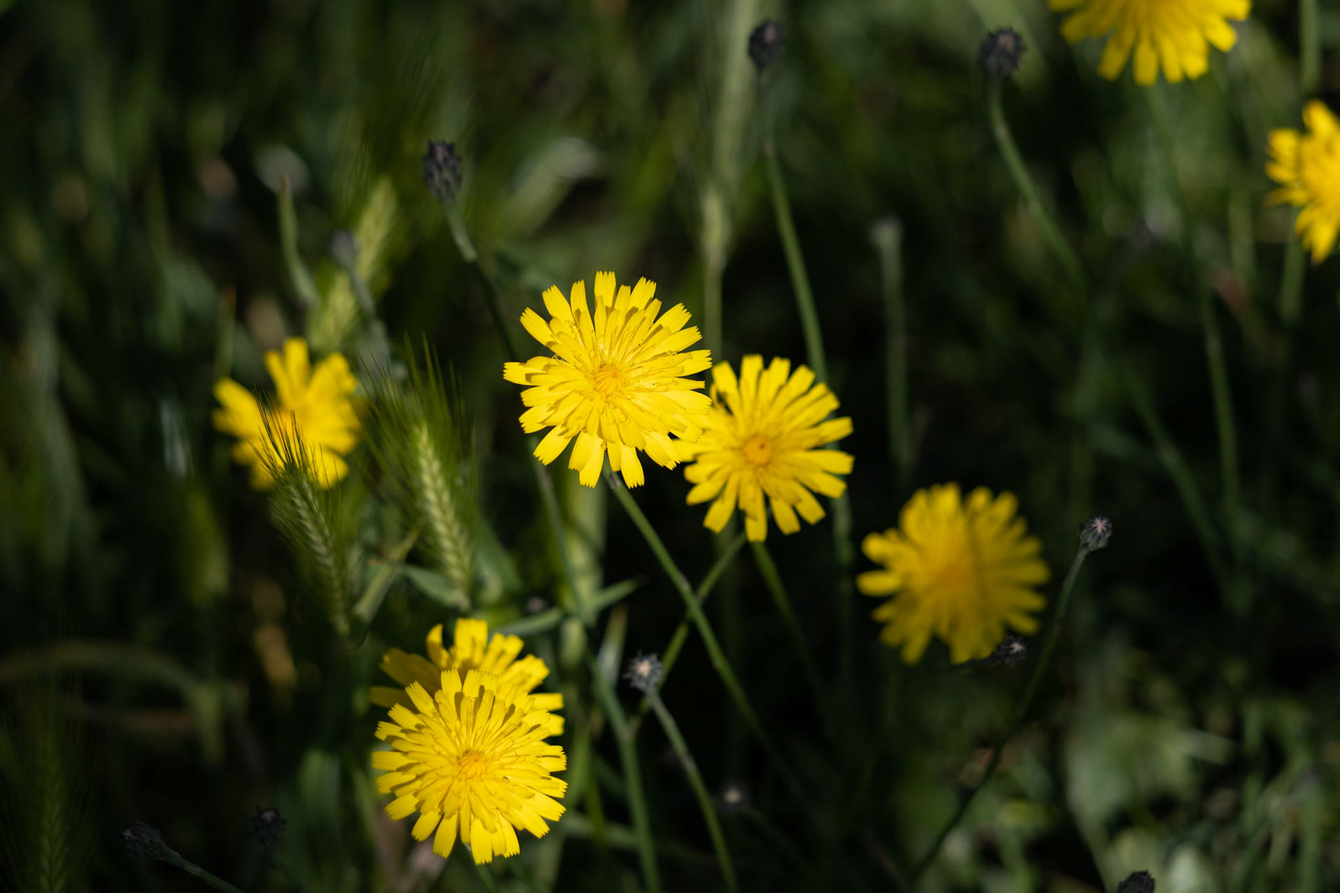 Autumn Hawkbit (Leontodon Autumnalis) flowering in East Grinstead