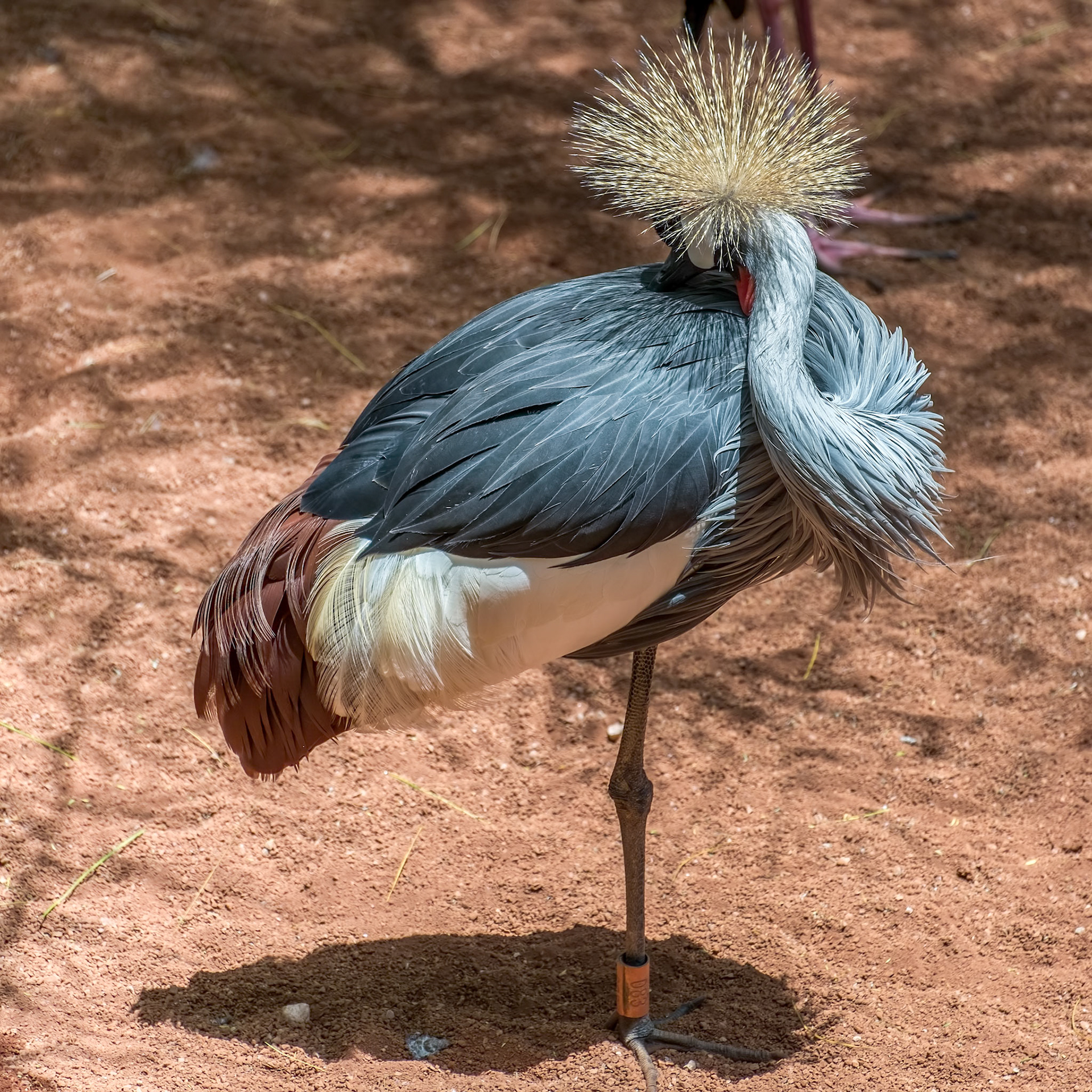 Black Crowned Crane at the Bioparc in Fuengirola