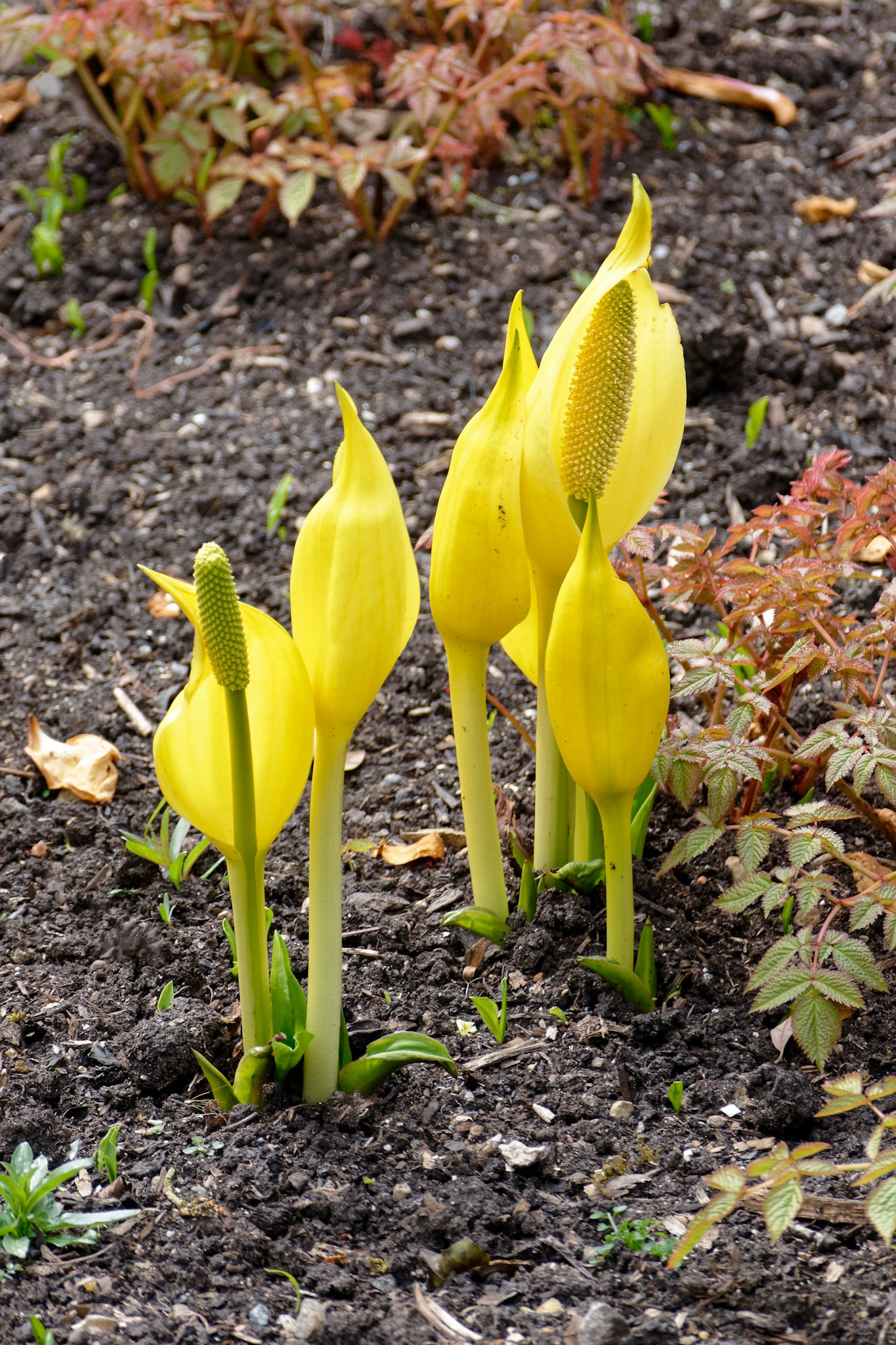 Yellow Skunk Cabbage (Lysichiton americanus)