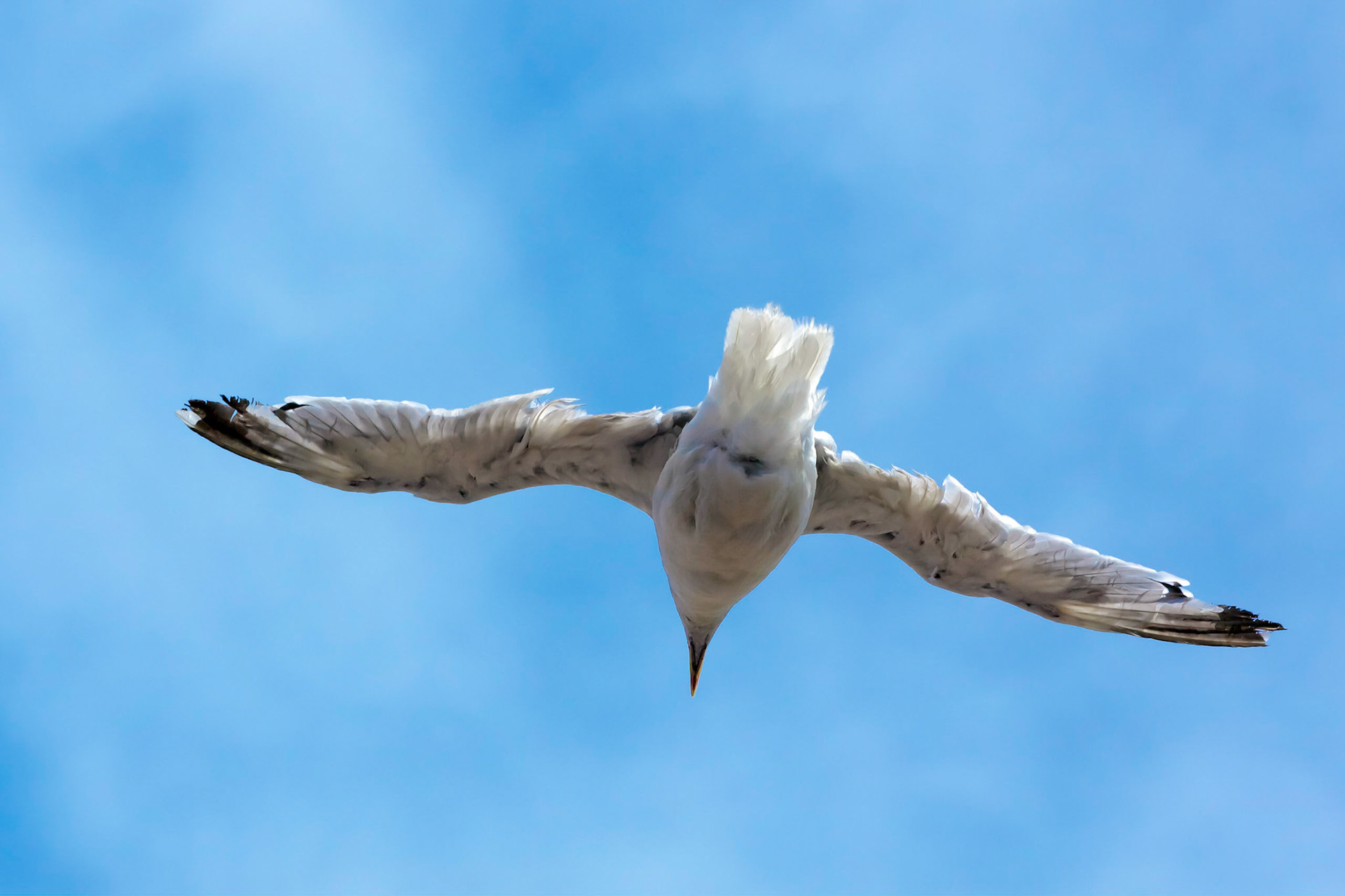 Common Seagull (larus larus) in Flight