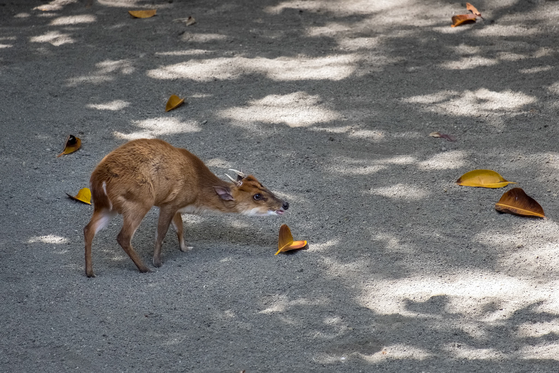 Young Muntjac Deer (Muntiacus) exploring his territory