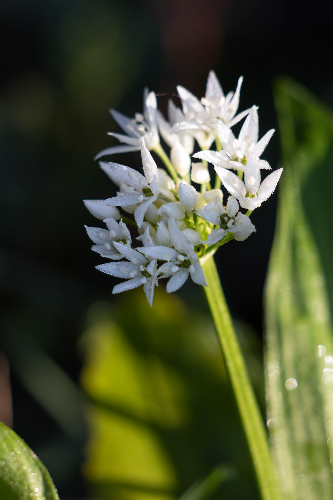 Early morning dew on a sunlit Ramsons or Wild Garlic flower