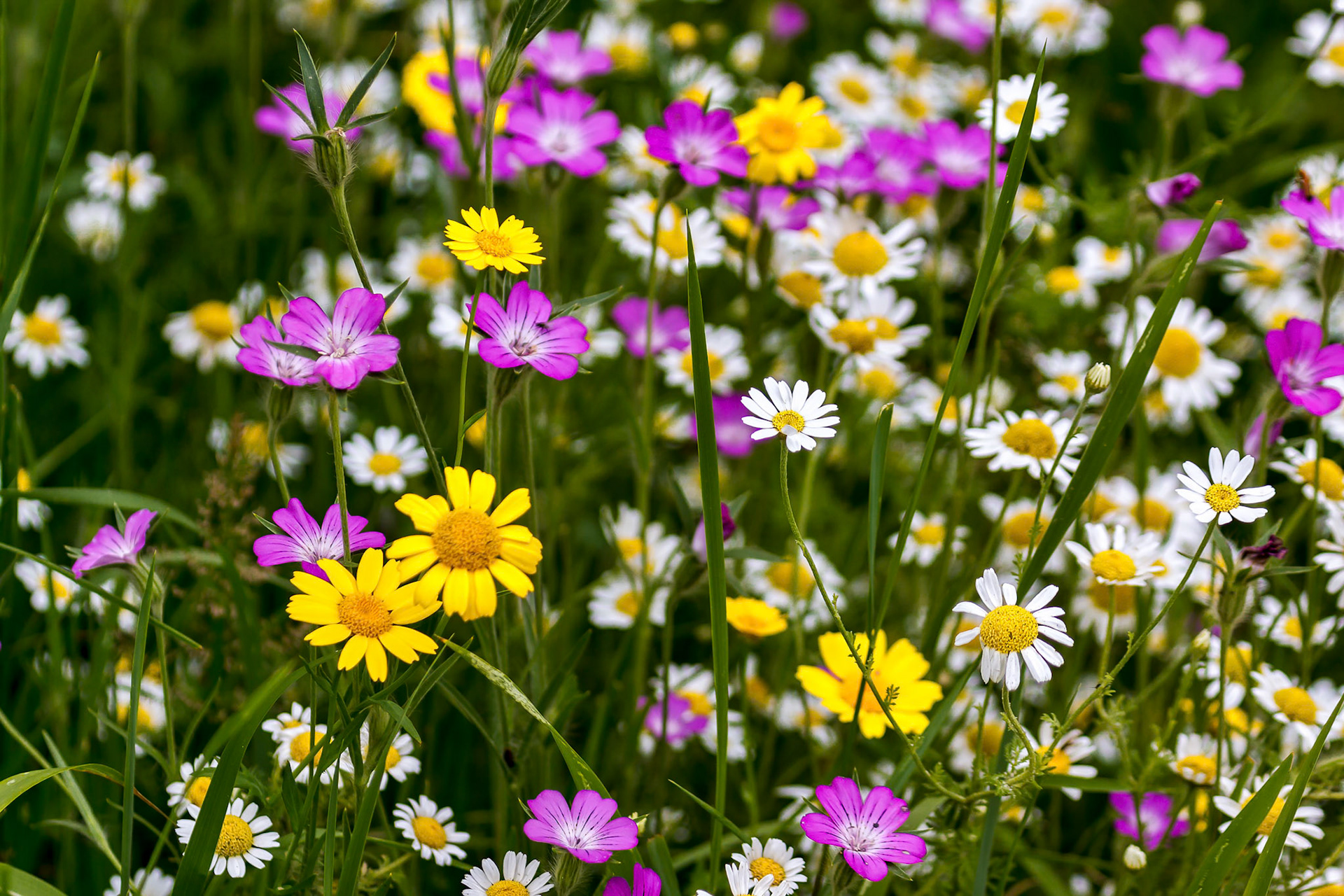 English Country Garden