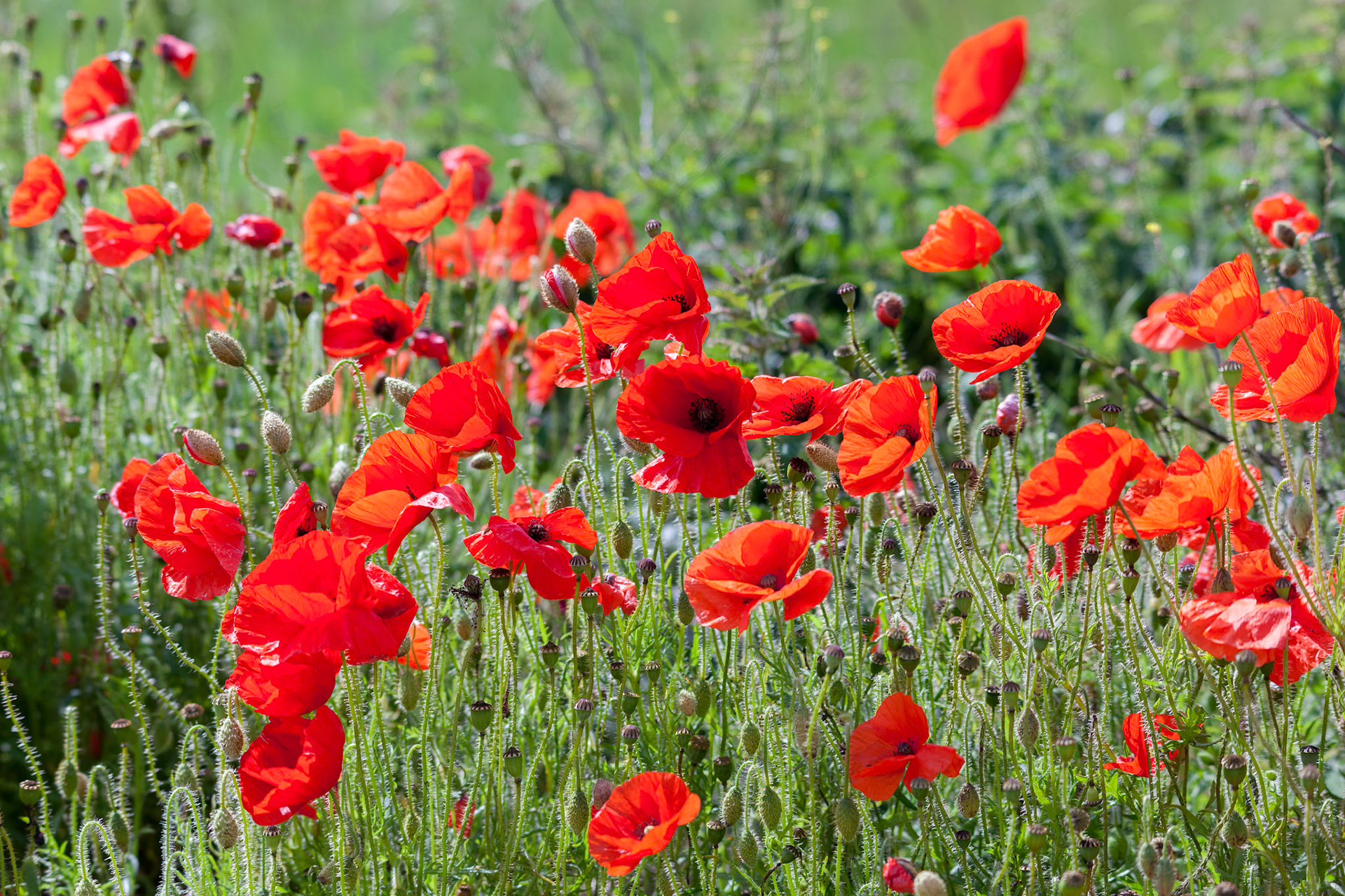 Field of Poppies in Sussex