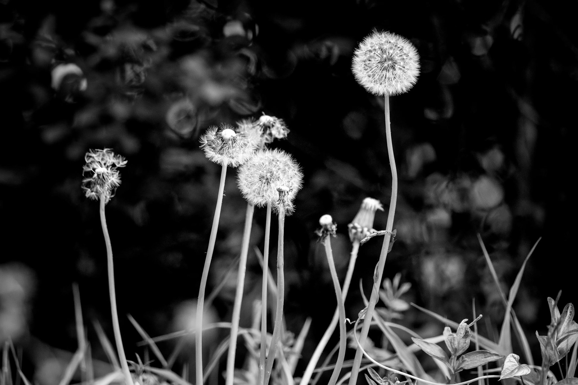 A group of Dandelion (Taraxacum) seed heads in a field near East Grinstead