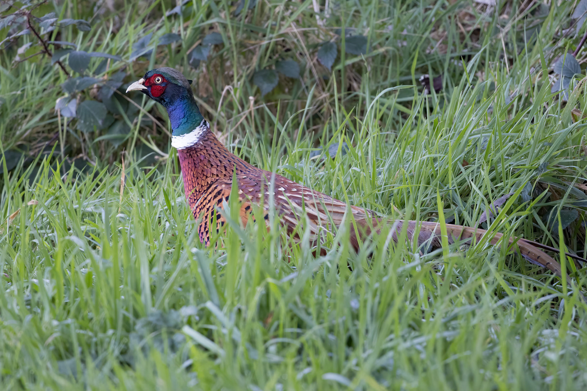 Common Pheasant (Phasianus colchicus) walking across a field in East Grinstead