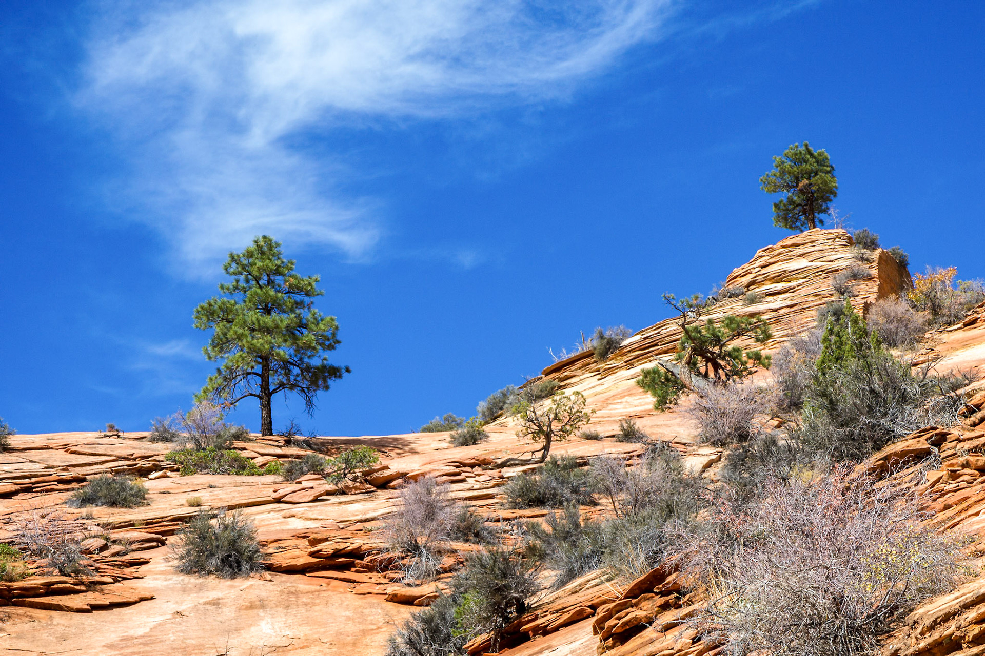 Ancient Escarpment in Zion National Park