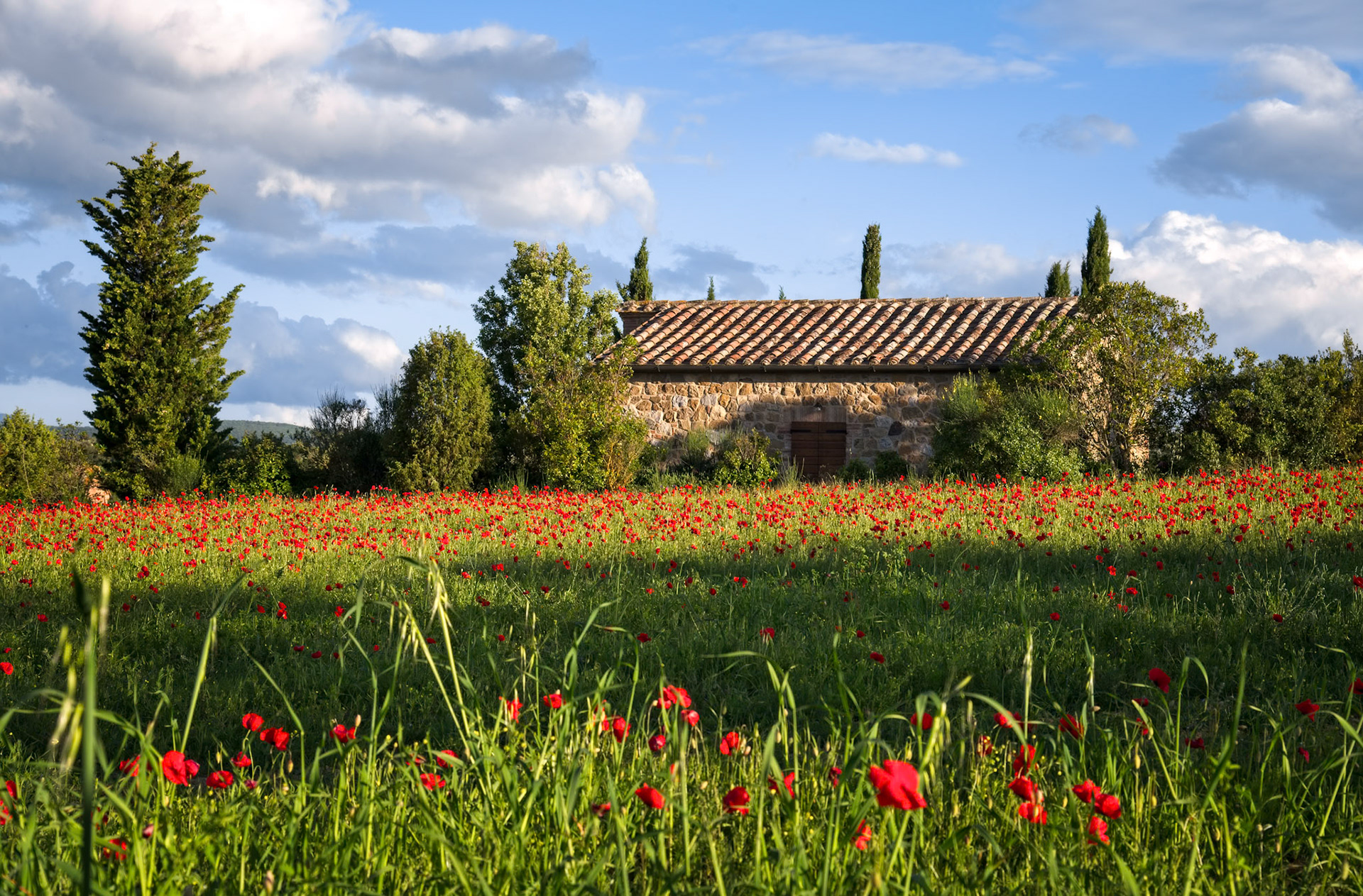 VAL D'ORCIA TUSCANY/ITALY - MAY 19 : Poppy field in Tuscany on May 19, 2013
