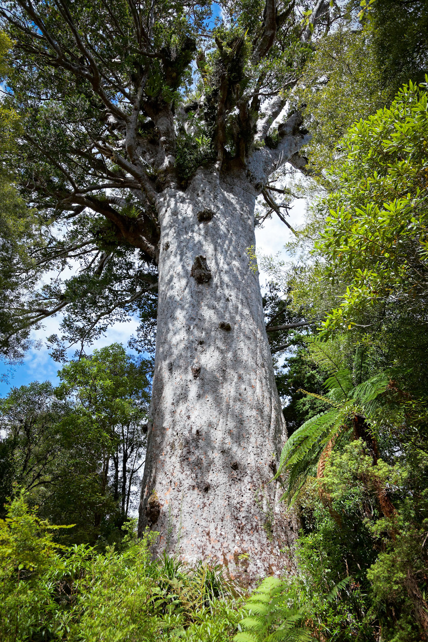 Kauri Tree (Agathis australis)