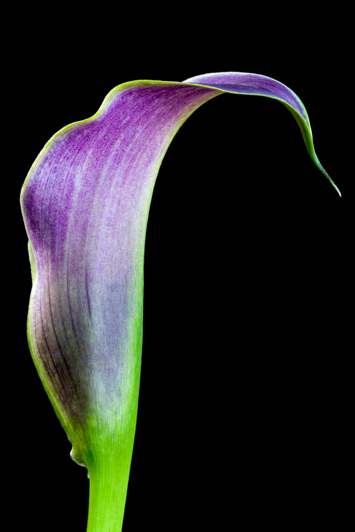 Purple Calla Lily still life