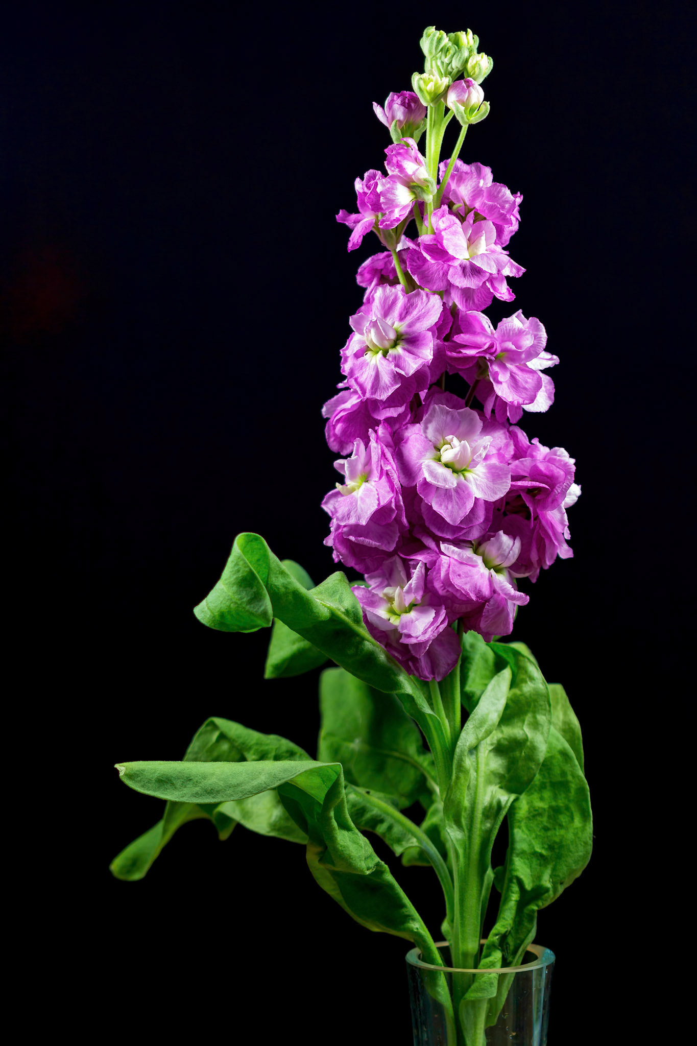 Single Magenta Verbascum Flower