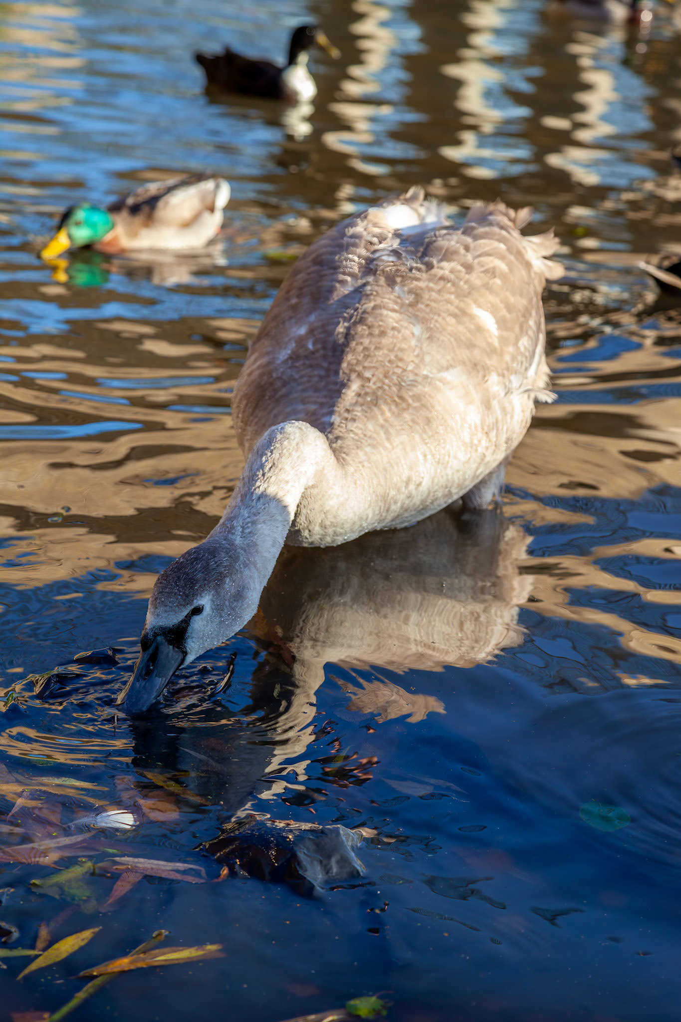Juvenile Mute Swan on the River Great Ouse
