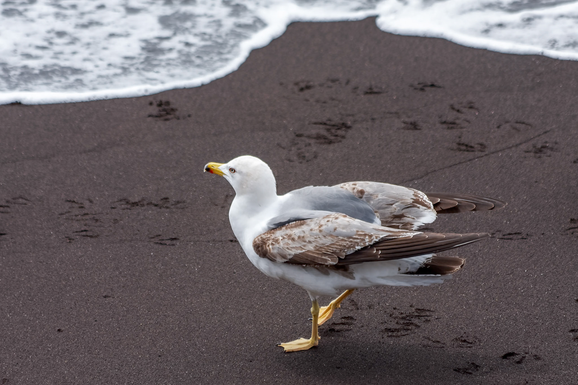 Common Gull (larus canus) juvenile on a beach in Funchal Madeira Portugal