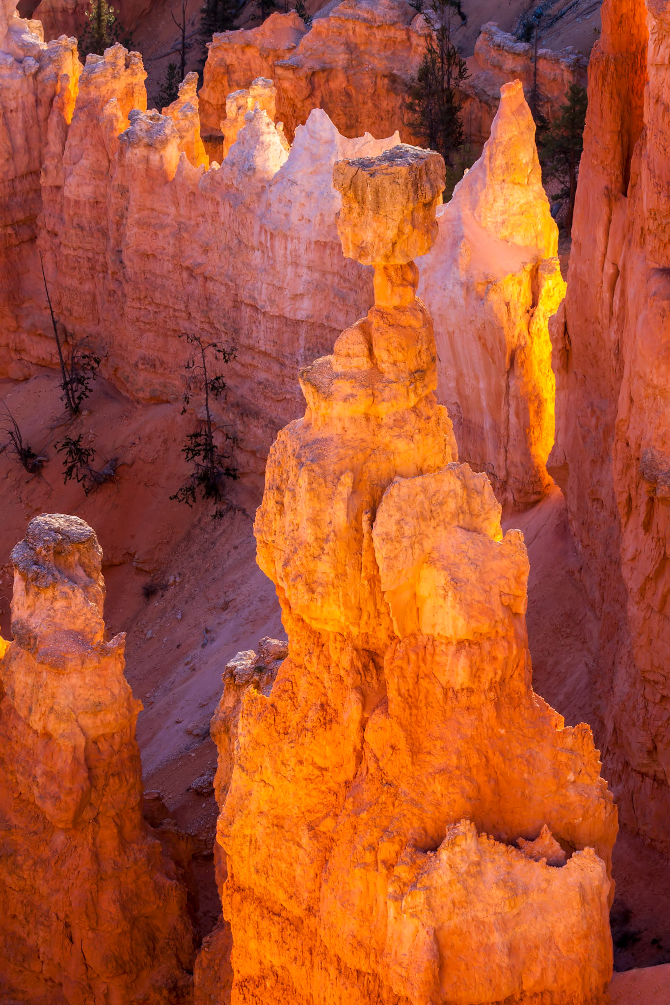 Glowing Hoodoos in Bryce Canyon