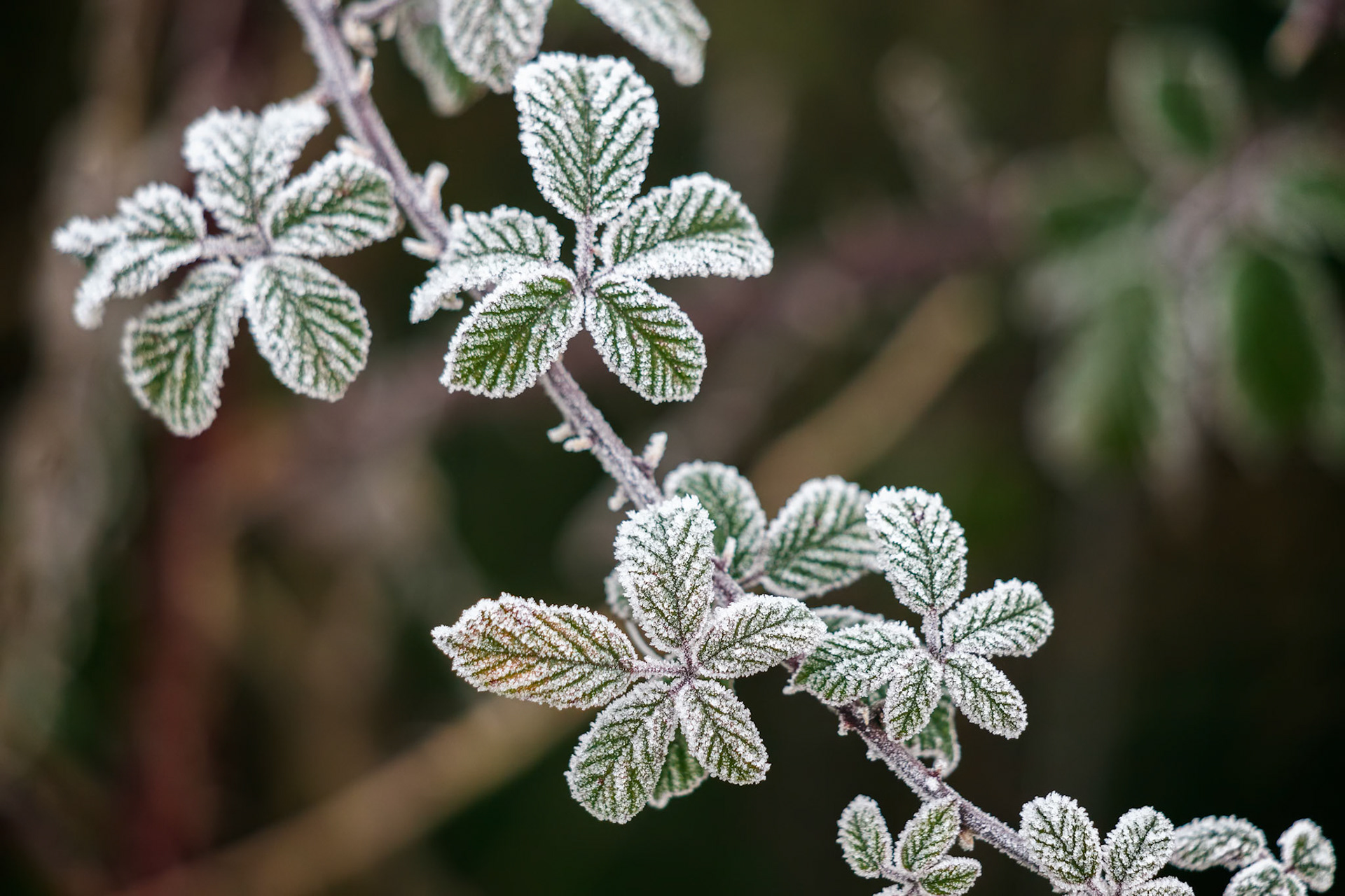 Close up of some Blackberry leaves covered with hoar frost