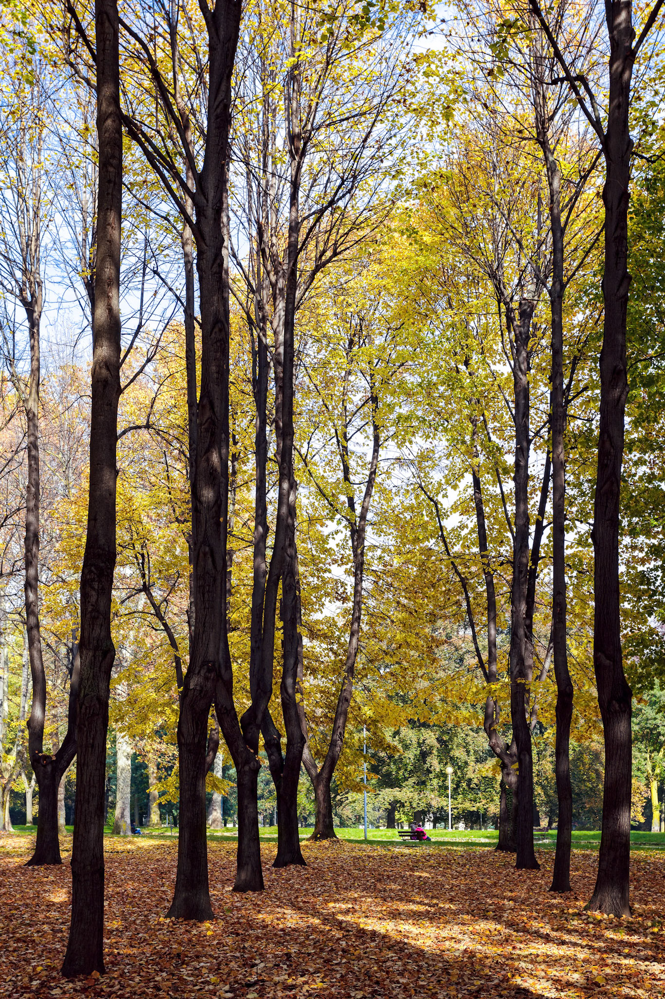 Autumn Colours in Parco di Monza