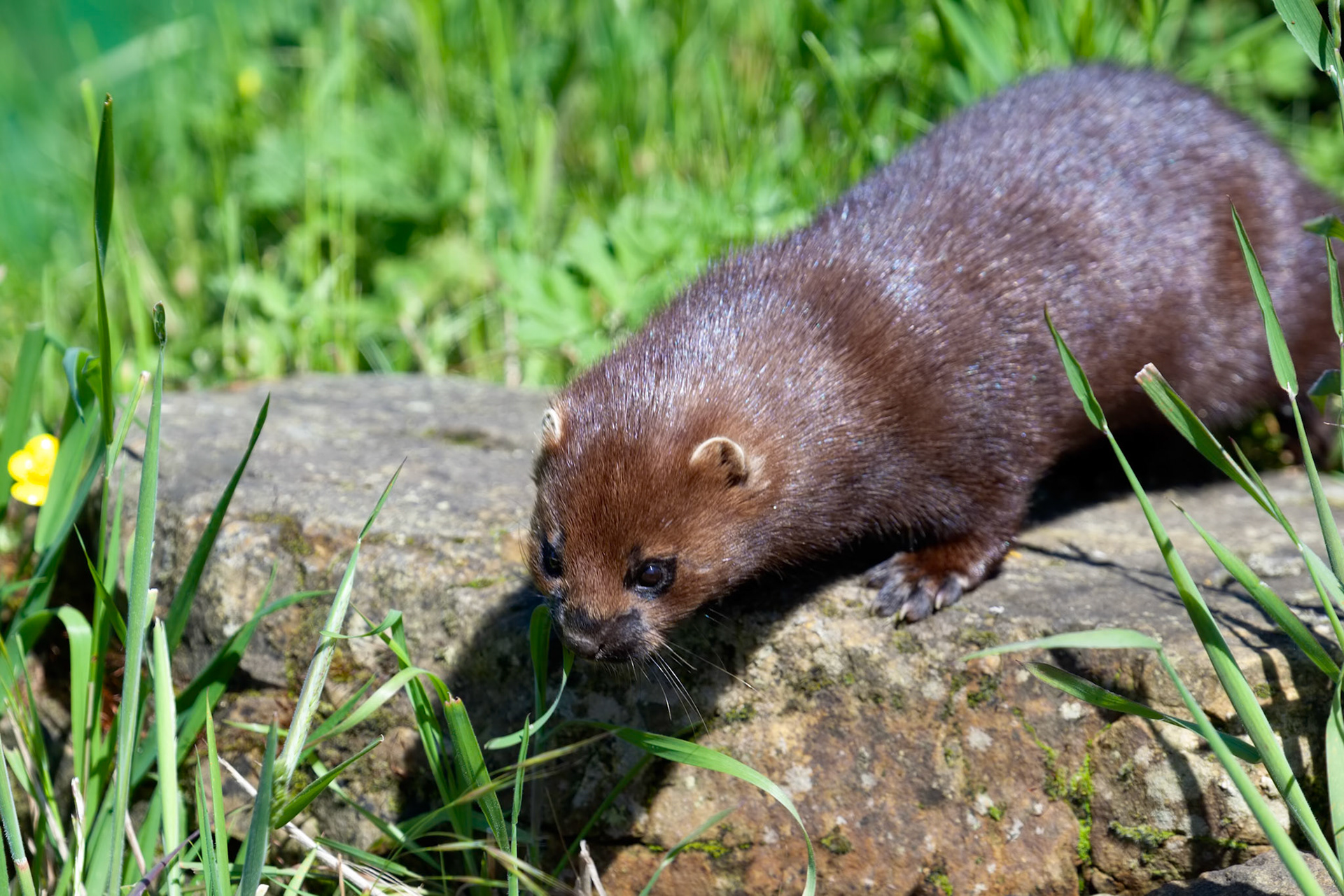 Close-up shot of an European Mink (mustela lutreola)