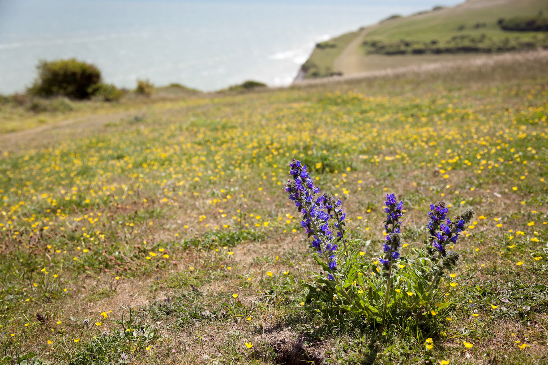 Viper's Bugloss (echium vulgare) growing on the cliff edge near Beachy Head