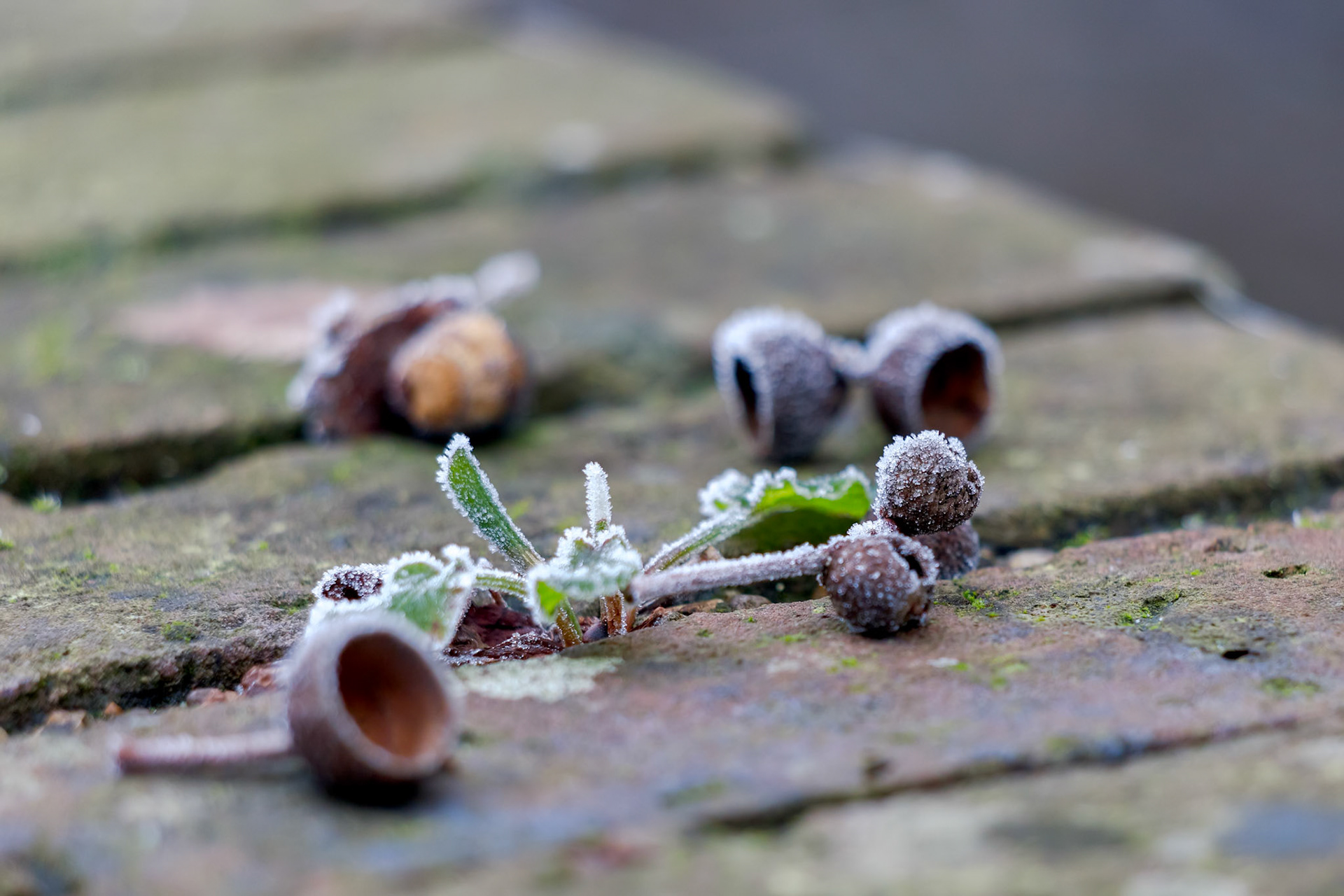 Weed covered with hoar frost on a cold winters day in East Grinstead