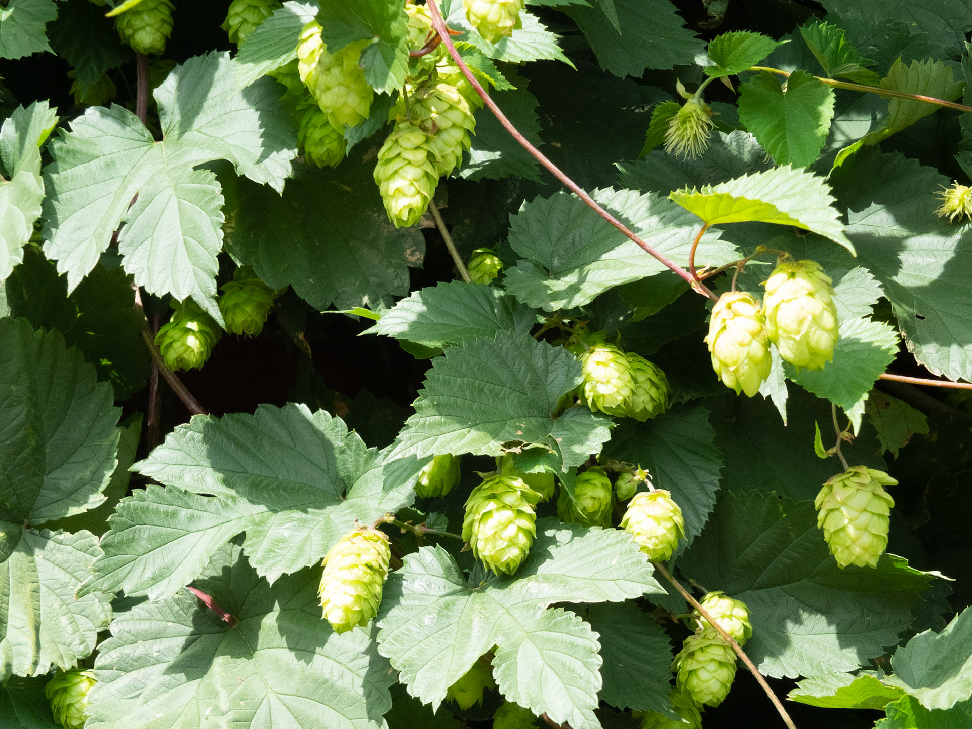 A cluster of sunlit Hops growing in Kent