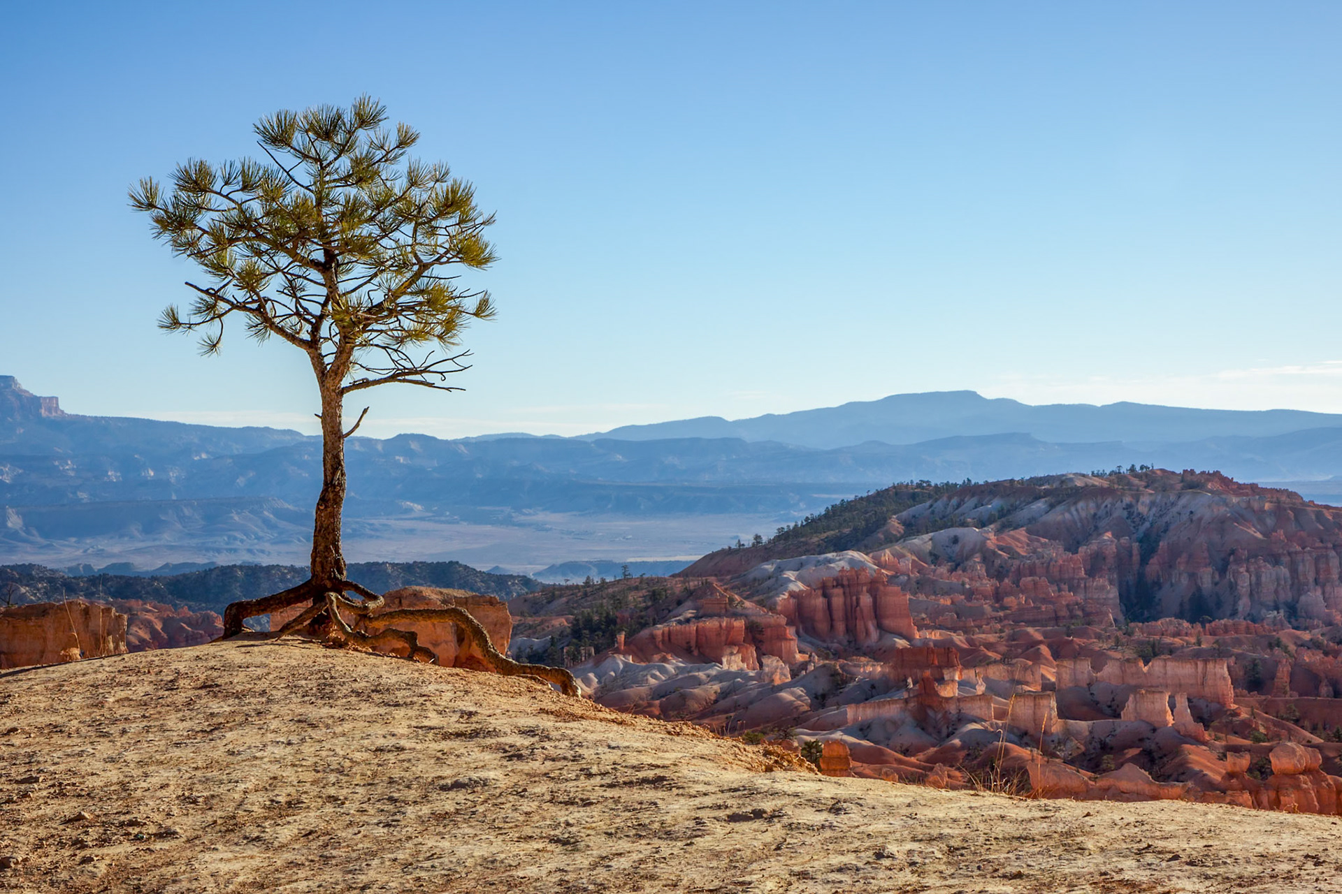 Lonesome Pine on the Edge of Bryce Canyon