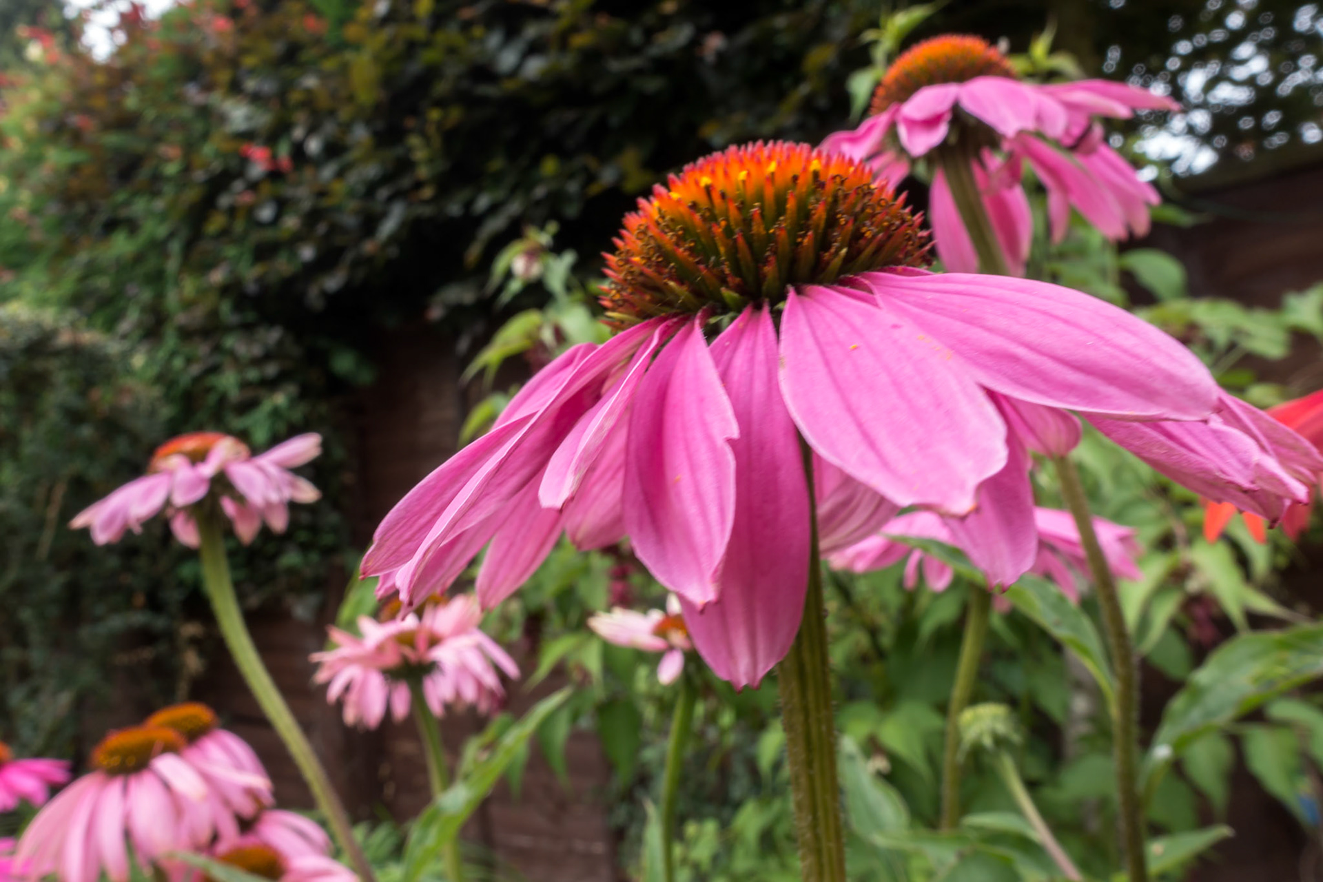 Pink Echinacea flowering in an English garden