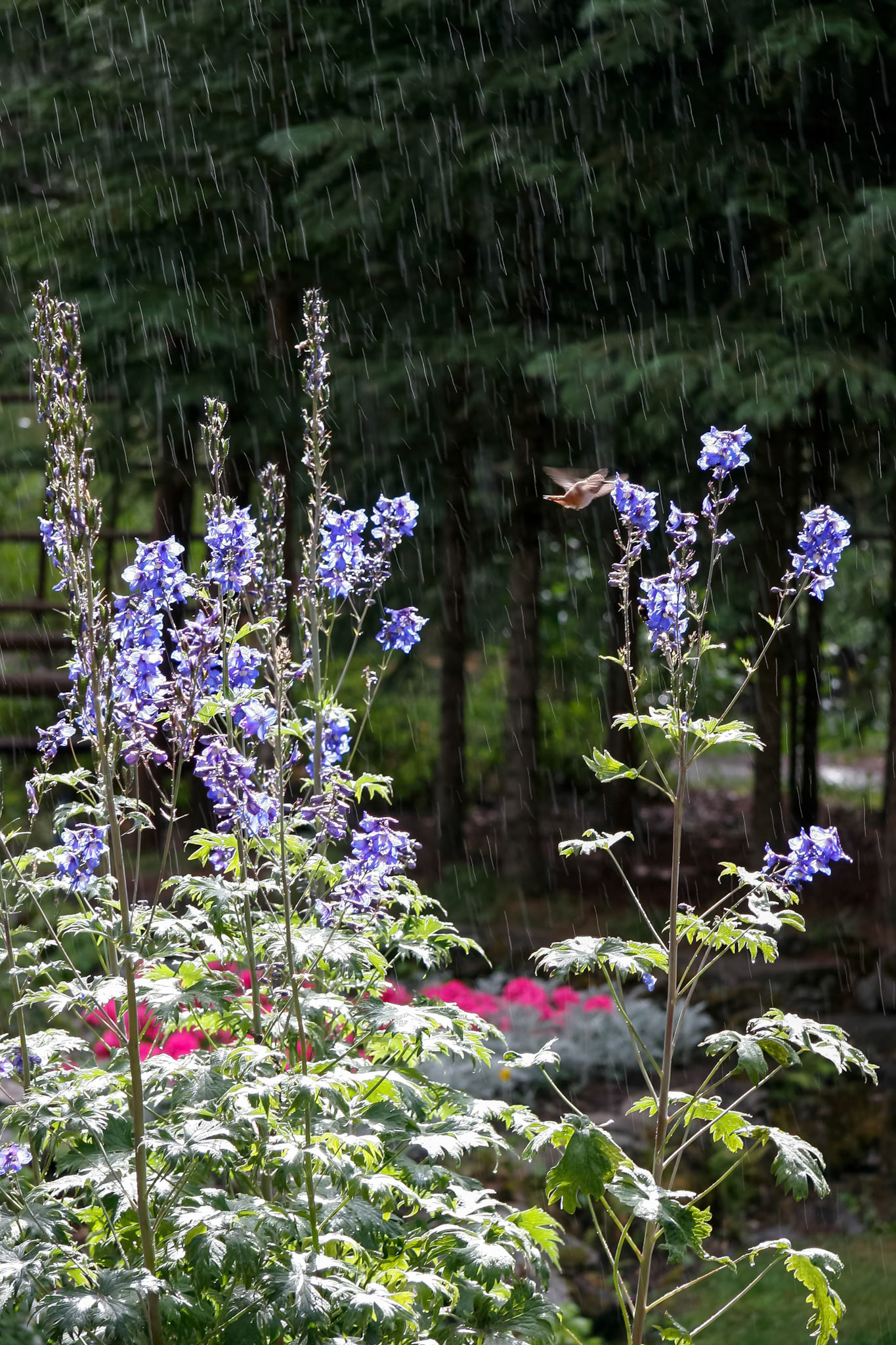 Hummingbird Feeding on a Delphinium