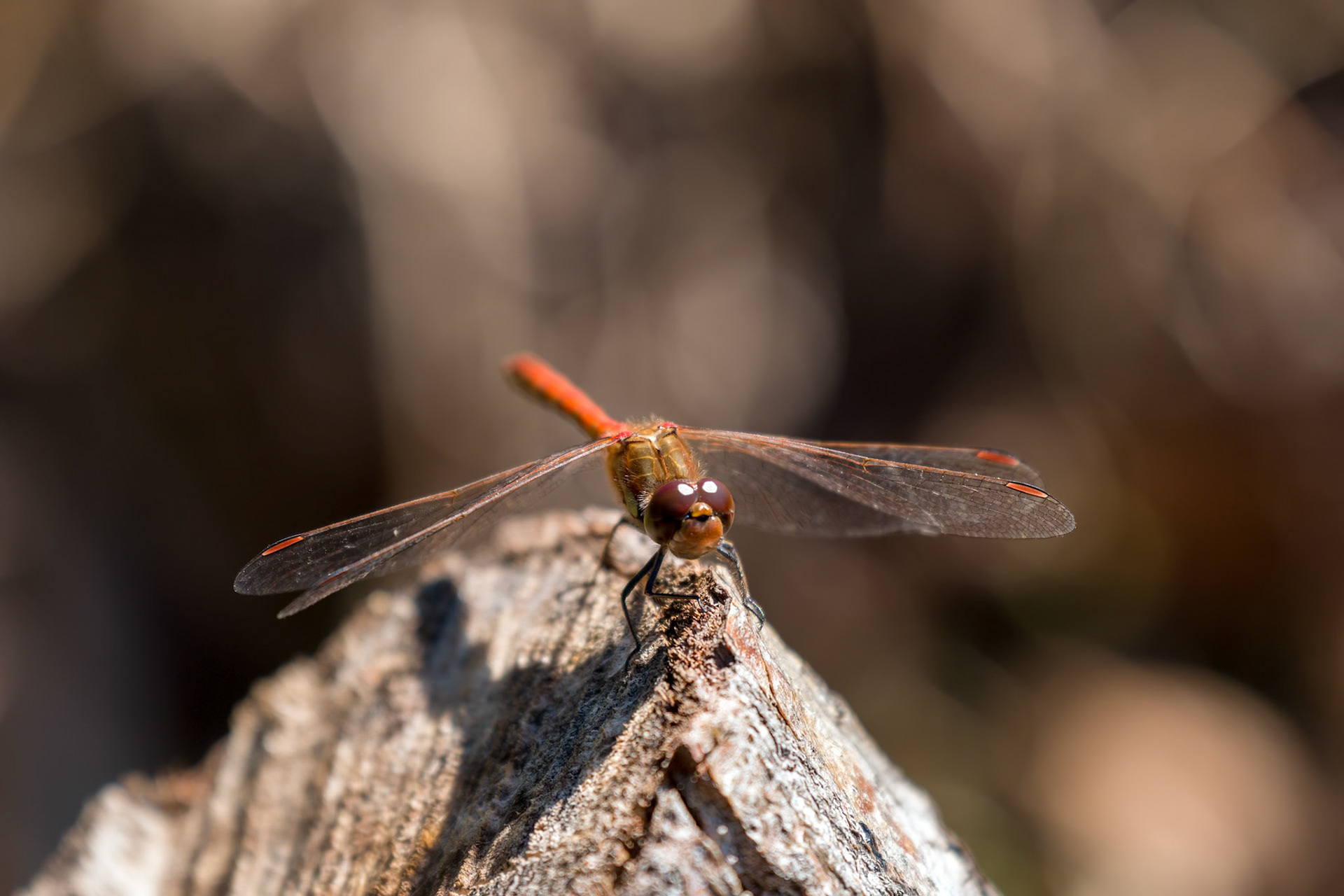 Common Darter (Sympetrum striolatum)