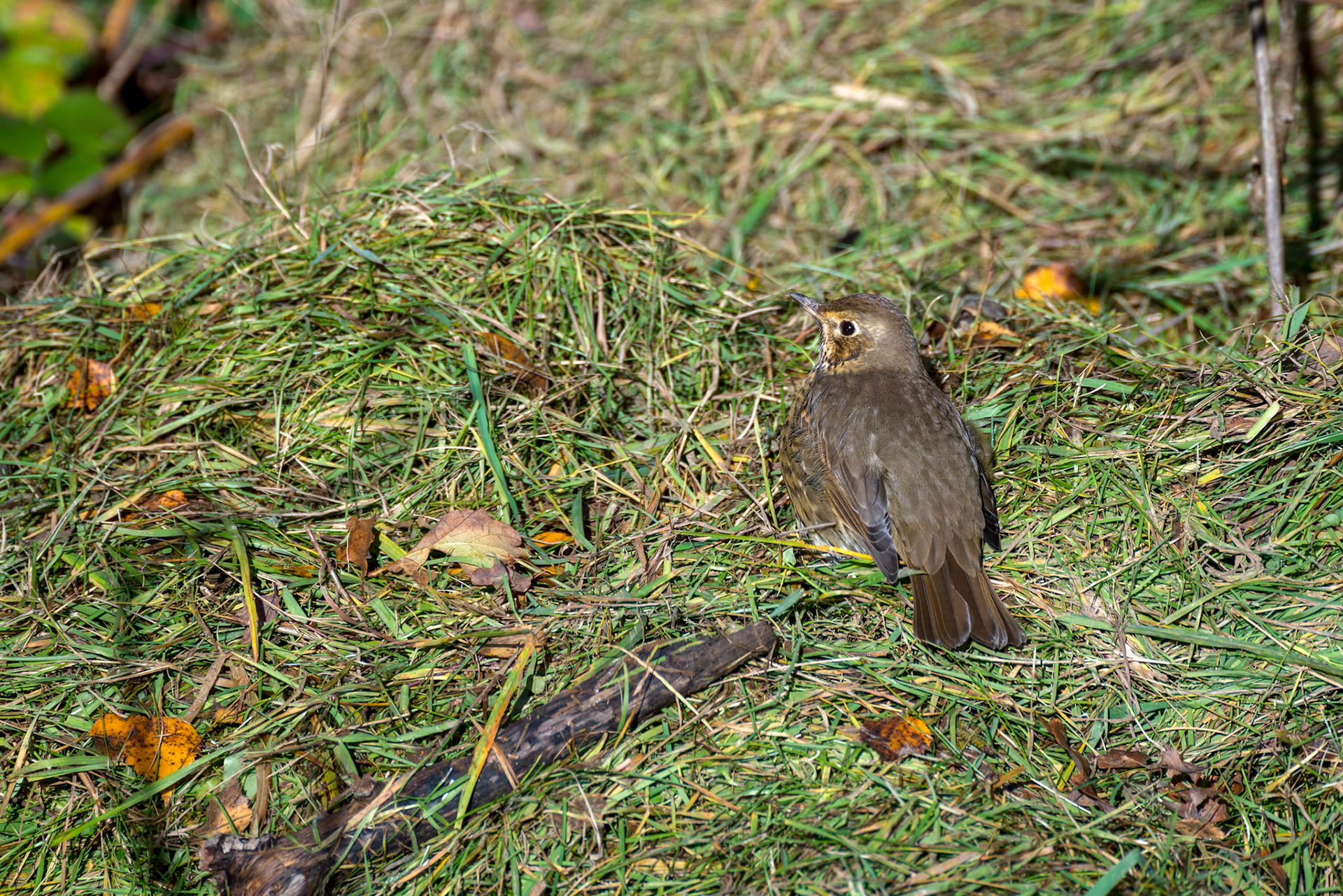 Song Thrush (Turdus philomelos) standing on some grass cuttings