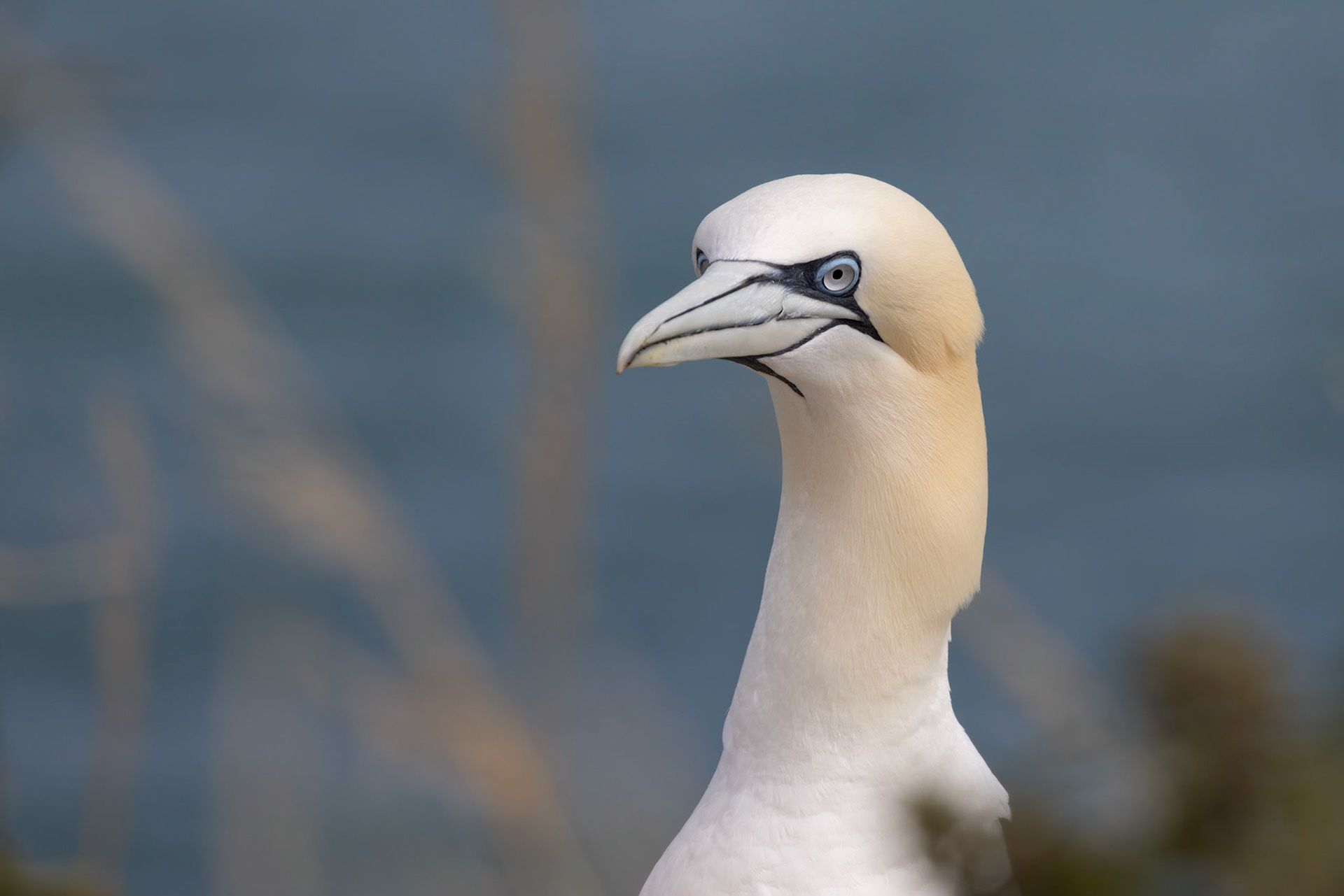 Gannet, Morus bassanus, at Bempton Cliffs in Yorkshire