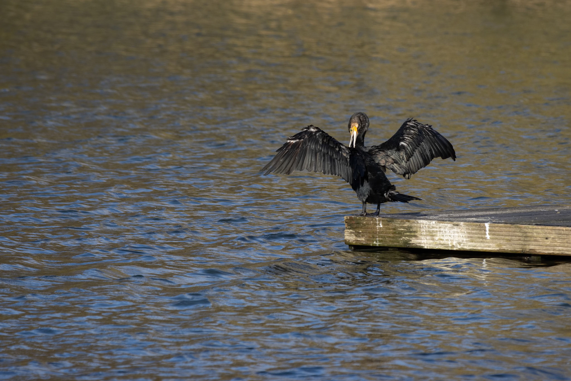 Cormorant with open wings at Cripplegate Lake